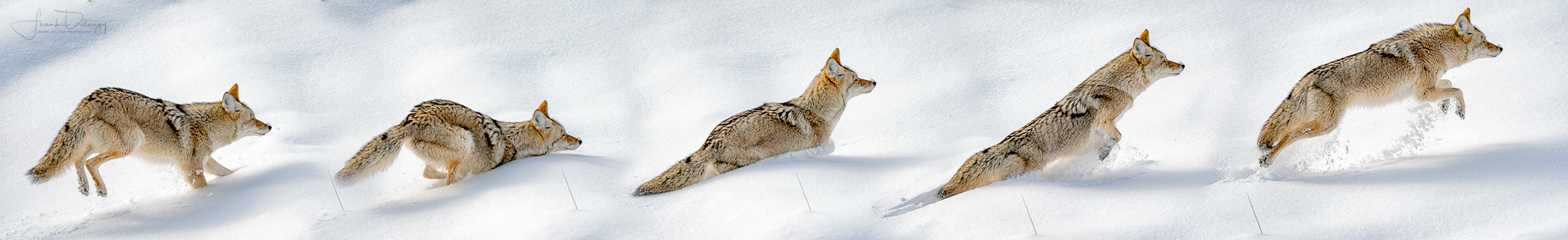 _A7R7022-coyote-jumping-sequence-2.jpg