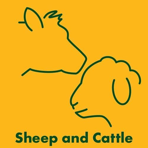  Sheep and cattle 
