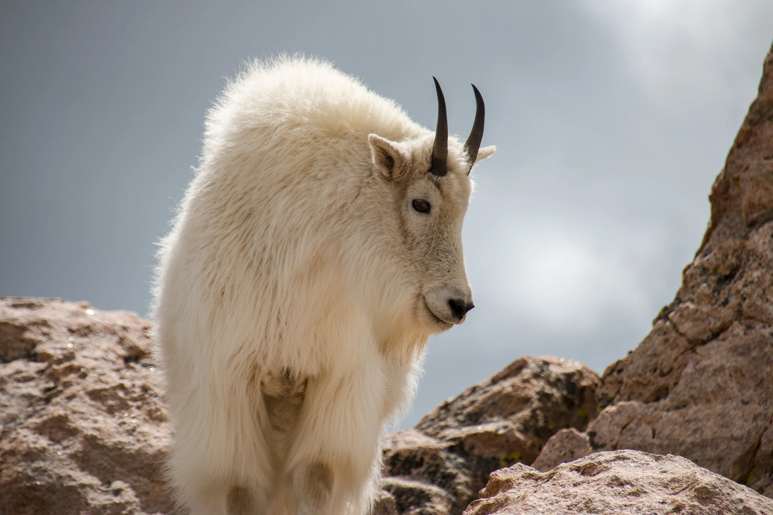 King of the Mountain