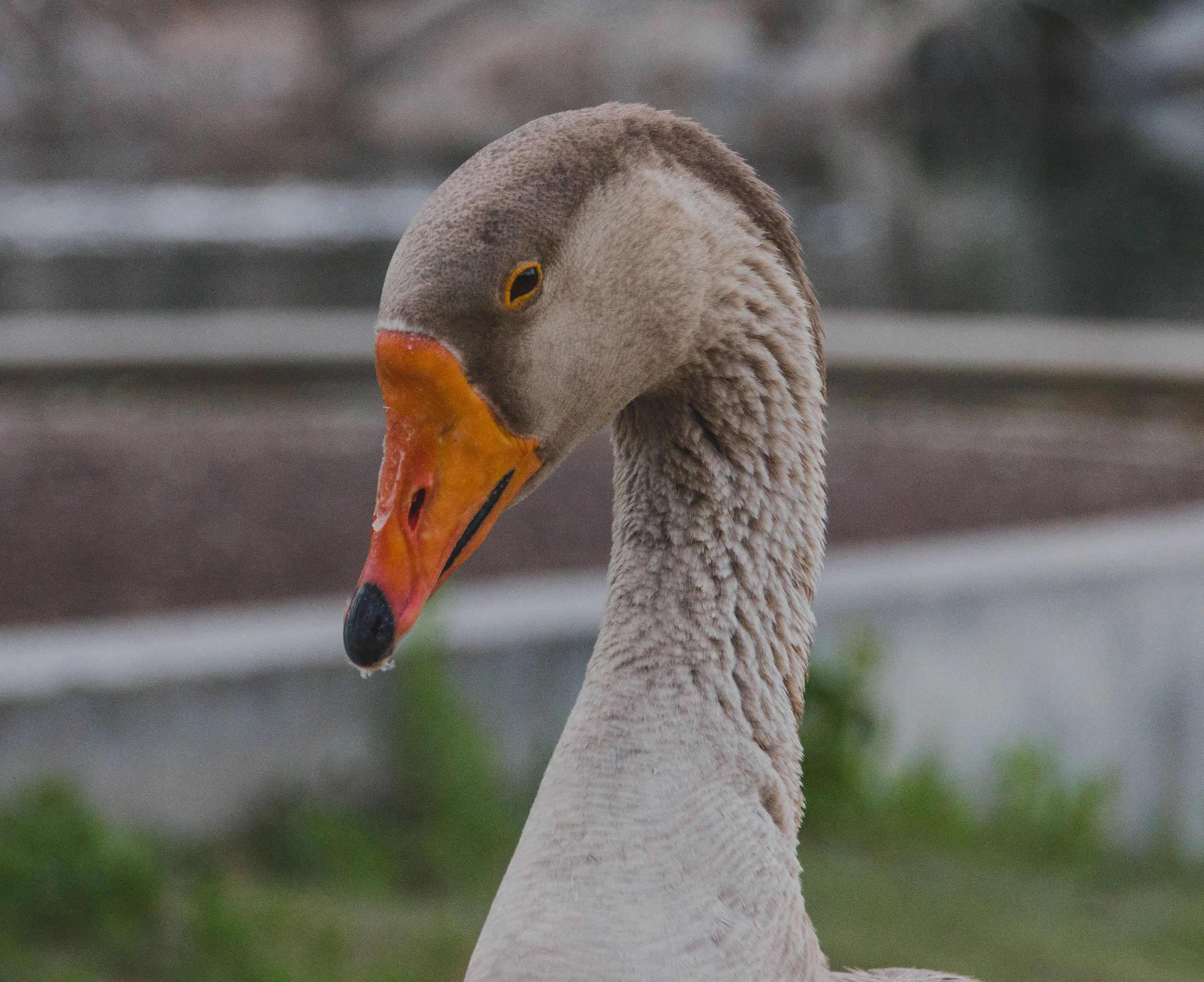  Print options and prices  8x12 -$50  5x7 - $25  framed prints add $75 