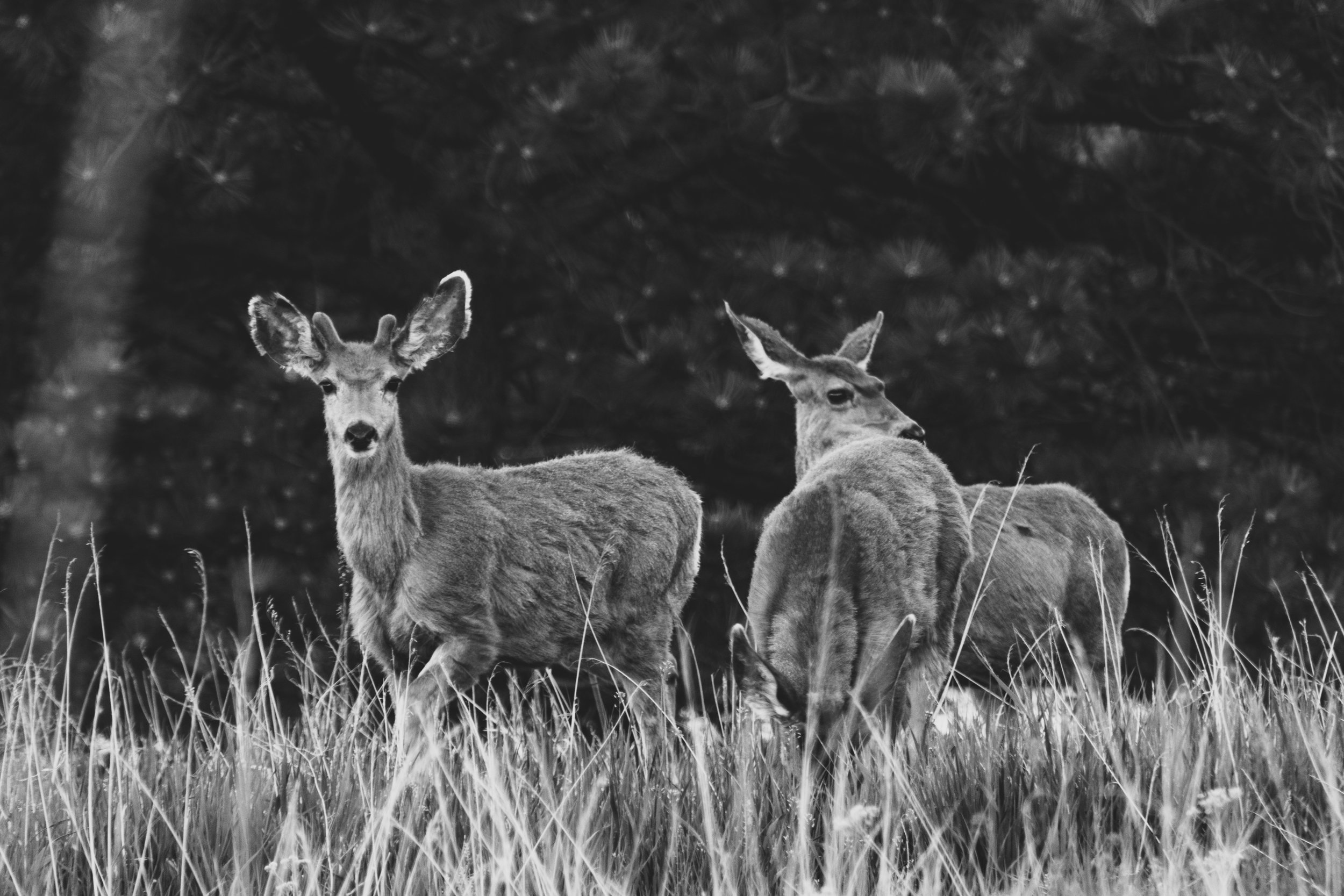 Bambi and friends