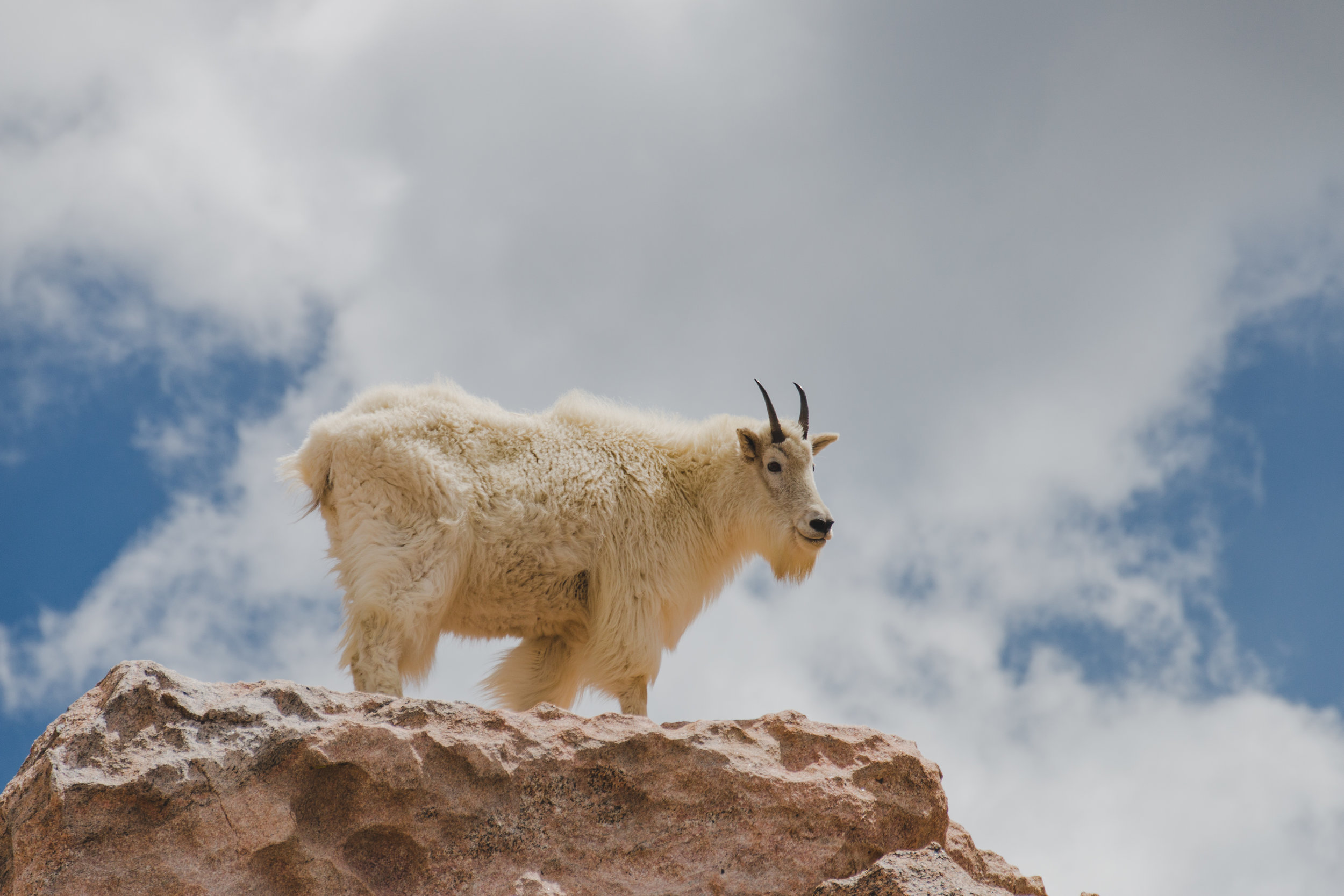 King of the mountains