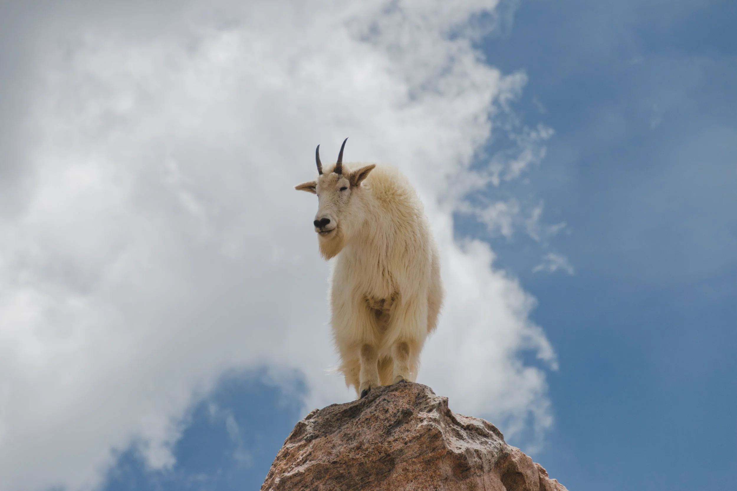 King of the Mountain