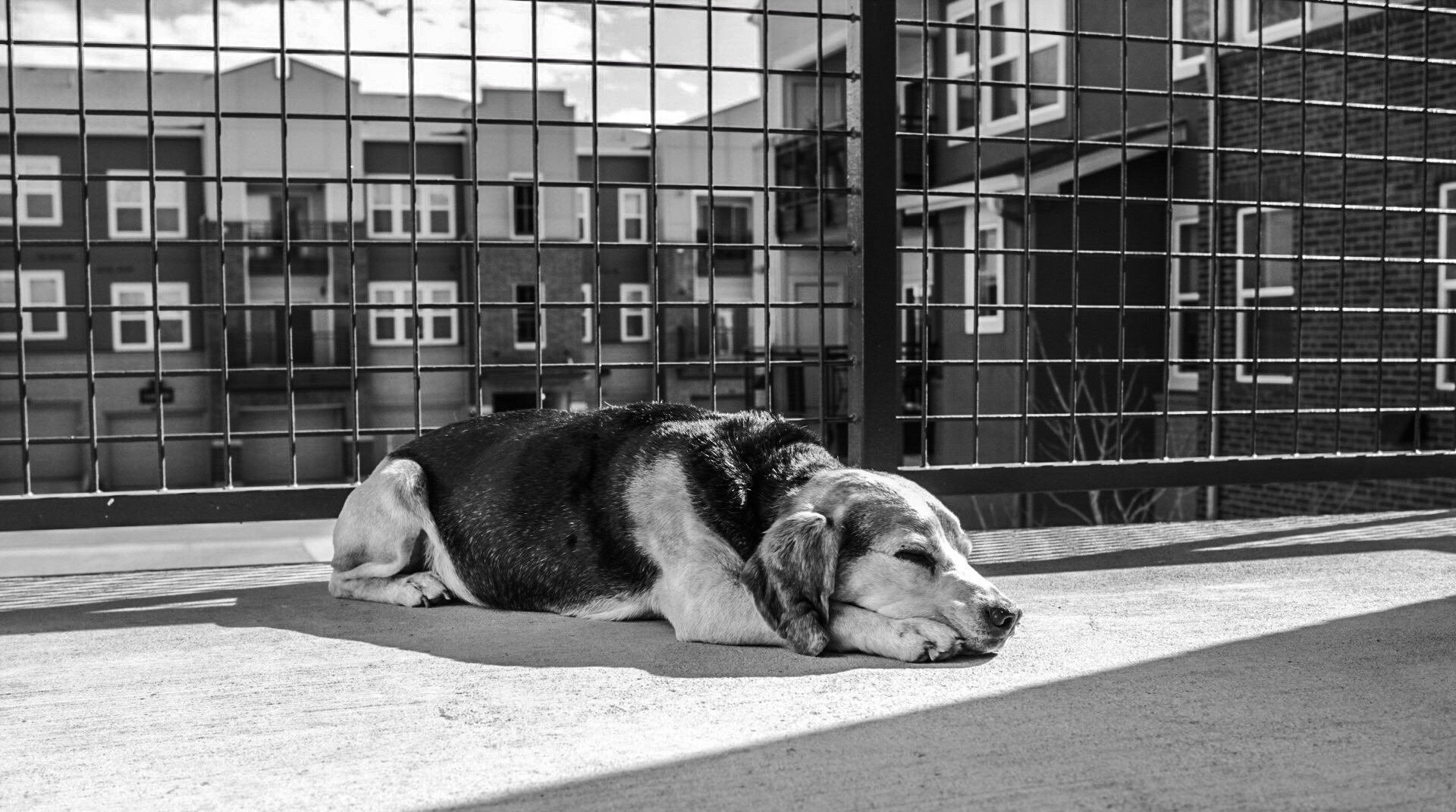 6.16.19 - The Regal Beagle and His Friend
