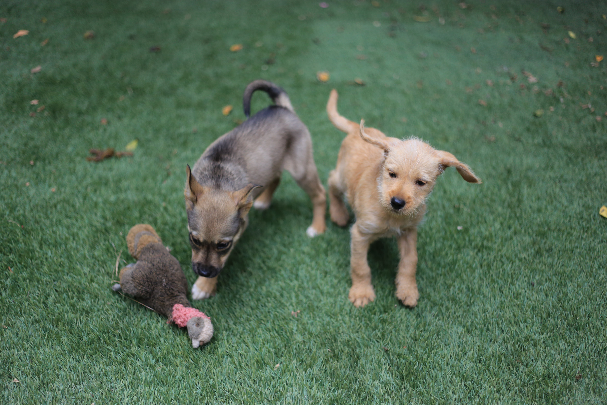 Volunteers in Defense of Animals