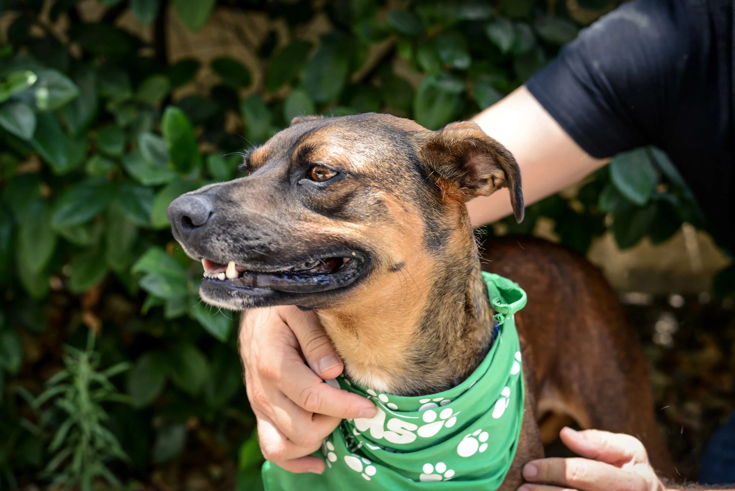 Adoption Event - Schabarum Regional Park