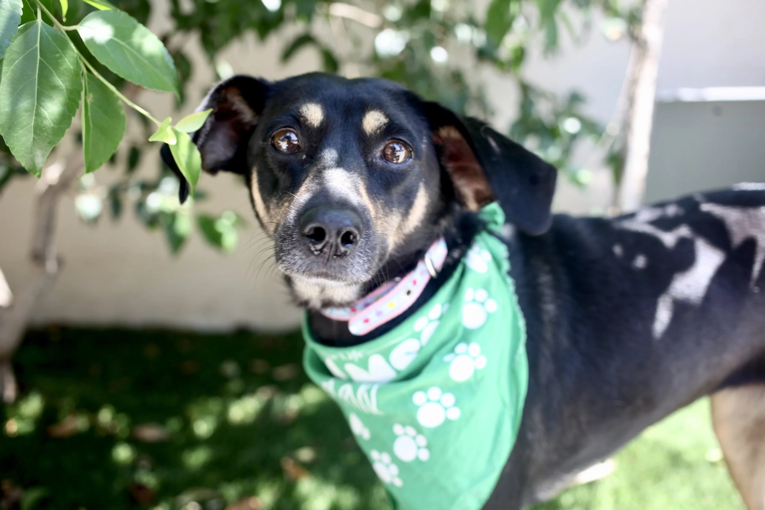 Adoption Event - Coldwell Banker (Pasadena)