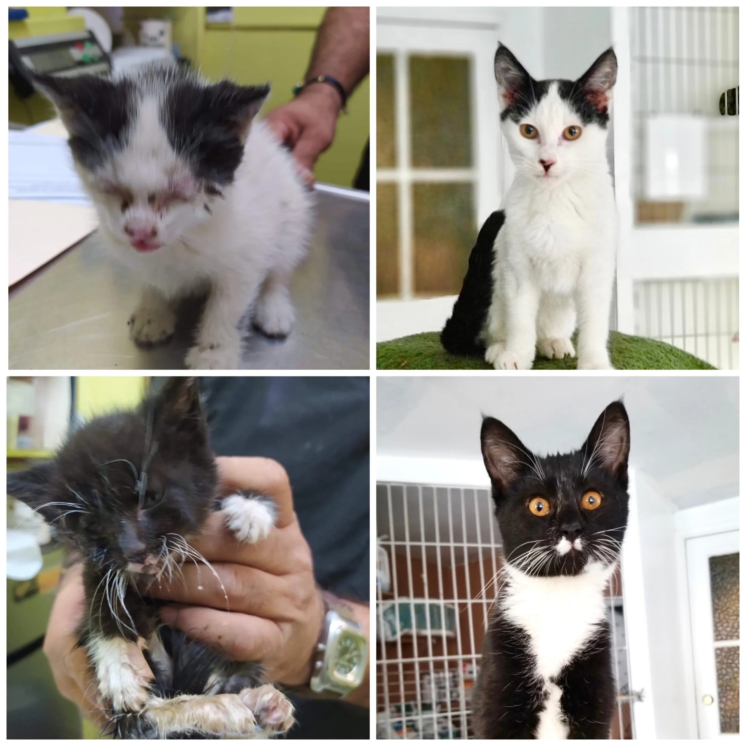 Mustache & Ghost's Rescue