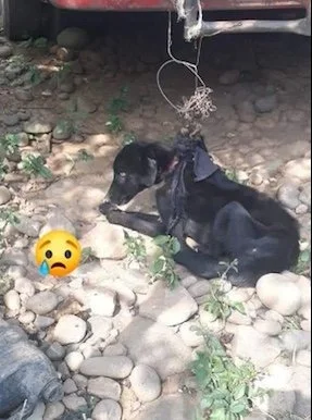 Hope's Abuse Case - Guatemala Rescues