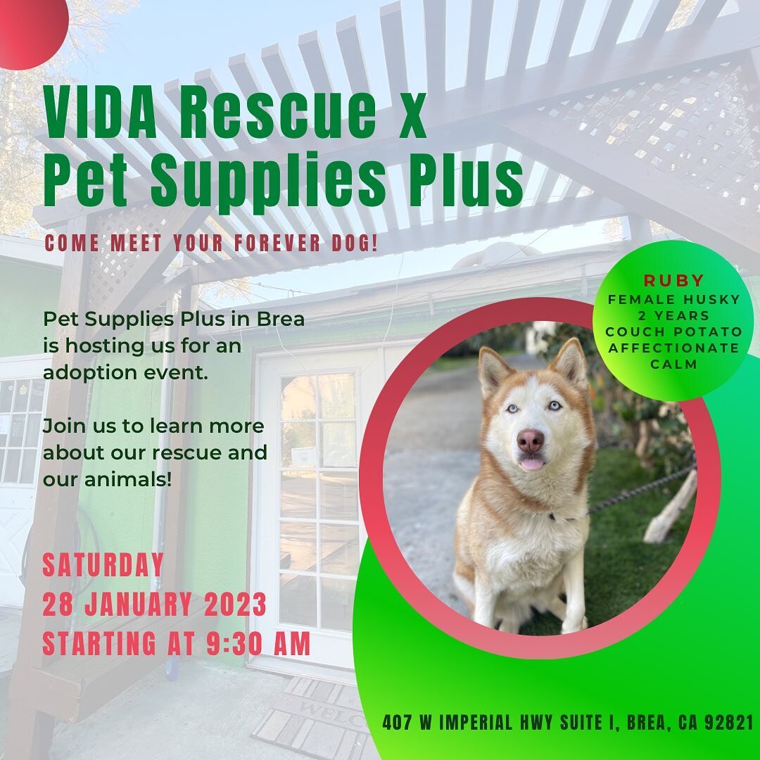 COME HANG OUT - SAT @ 9:30 AM

VIDA Rescue will be at Pet Supplies Plus in Brea! We will be adopting out our pets and passing out flyers about our organization. 

We hope to see you at @psp_brea !

#brea #adoptadog #orangecounty #breaevents #adoptape