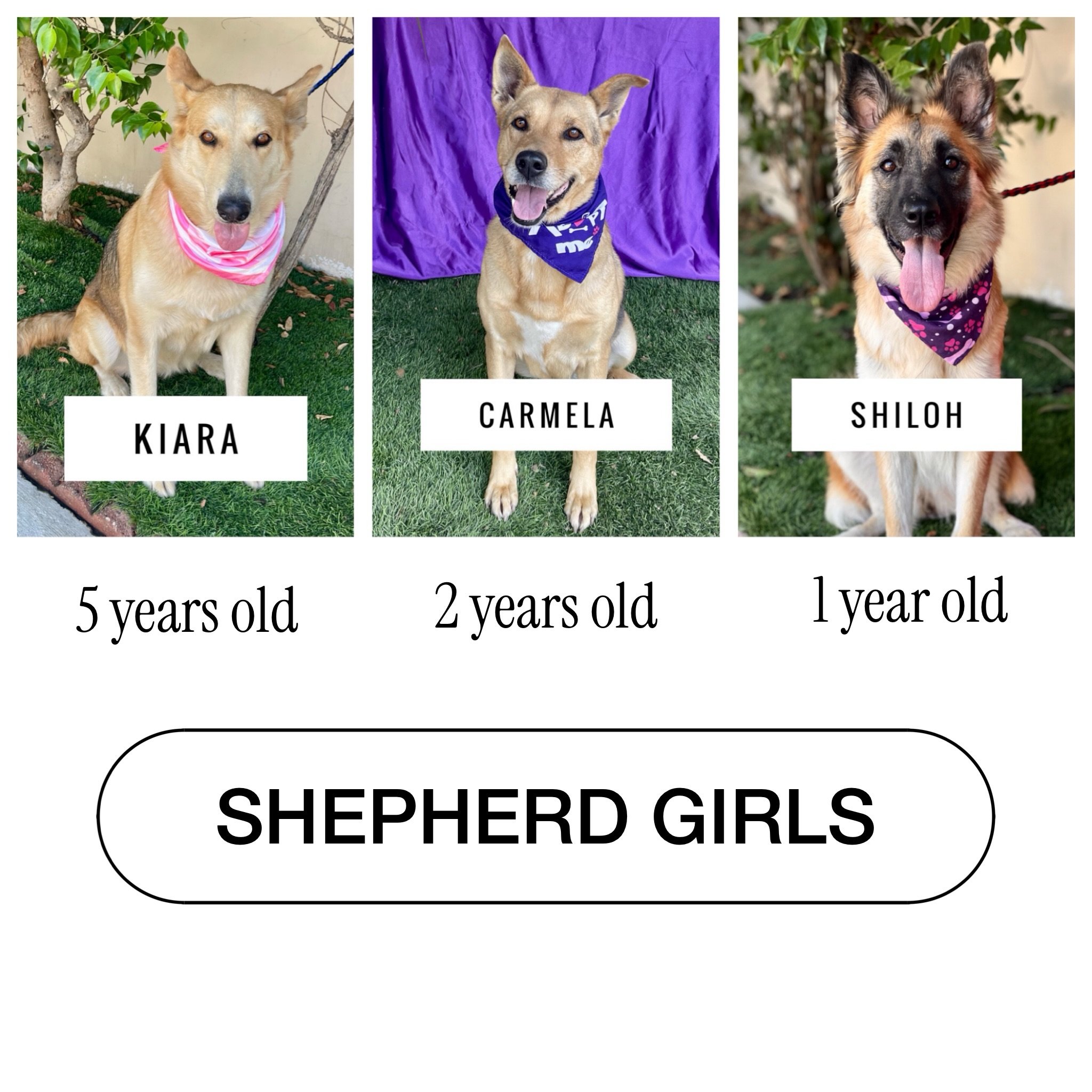 We have some beautiful, well-behaved shepherds. Three pretty girls waiting for their forever homes. They can be your guard dogs, your walking partner, and your cuddle buddy. 

Not ready to adopt? We welcome fosters and volunteers. We also offer doggy