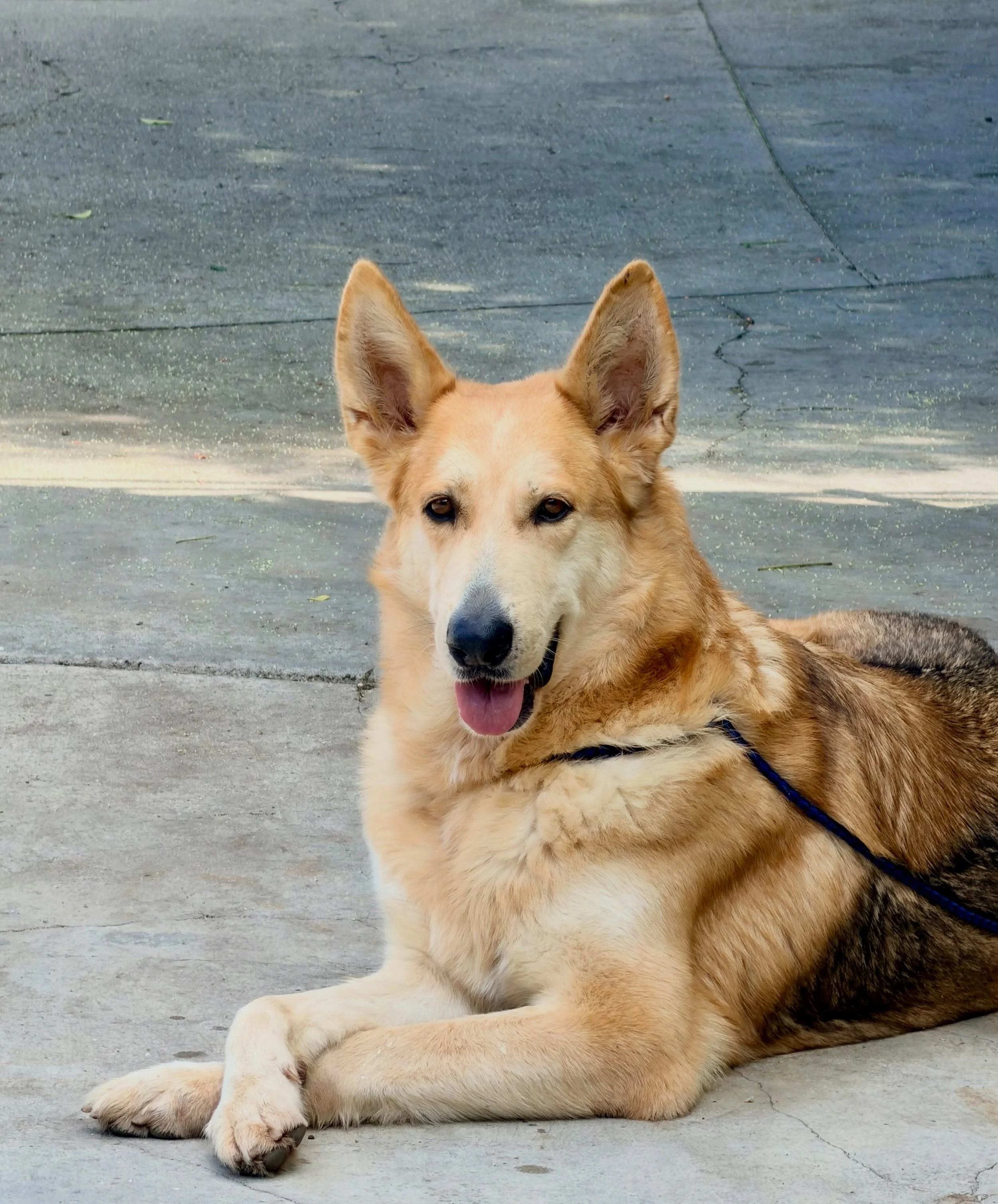 Miss Kiara patiently waiting her turn for her photo shoot.  She&rsquo;s a sweet, lovable, cal@ German shepherd. She&rsquo;s ready for her new home. Apply for her today.

Not ready to adopt? We welcome fosters and volunteers. We also offer doggy day d