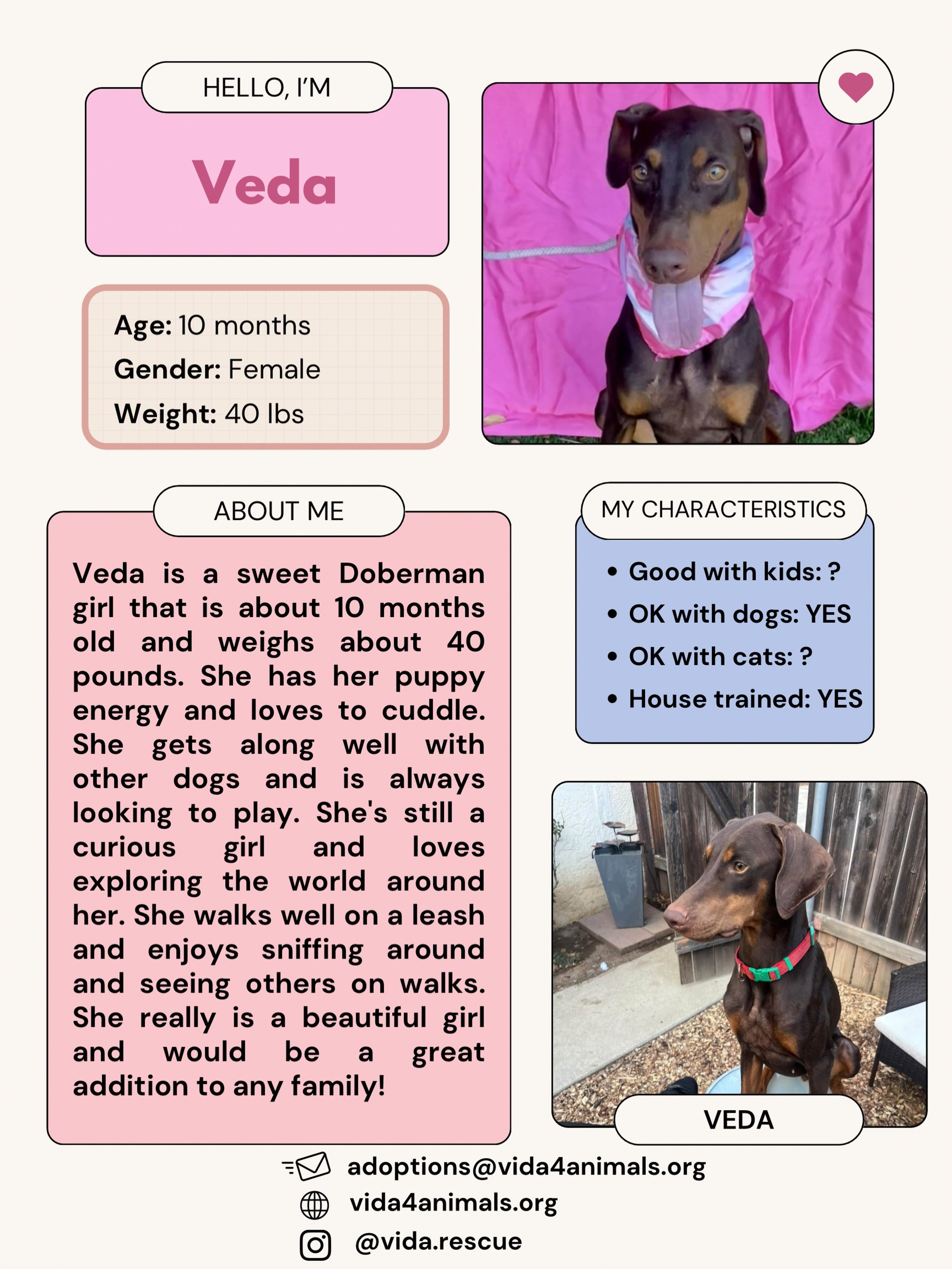 Sweet Veda is still available. Her personality is really starting to come out and she&rsquo;s such a silly girl. Fill out an application to come meet her today! 

Not ready to adopt? We welcome fosters and volunteers. We also offer doggy day dates in