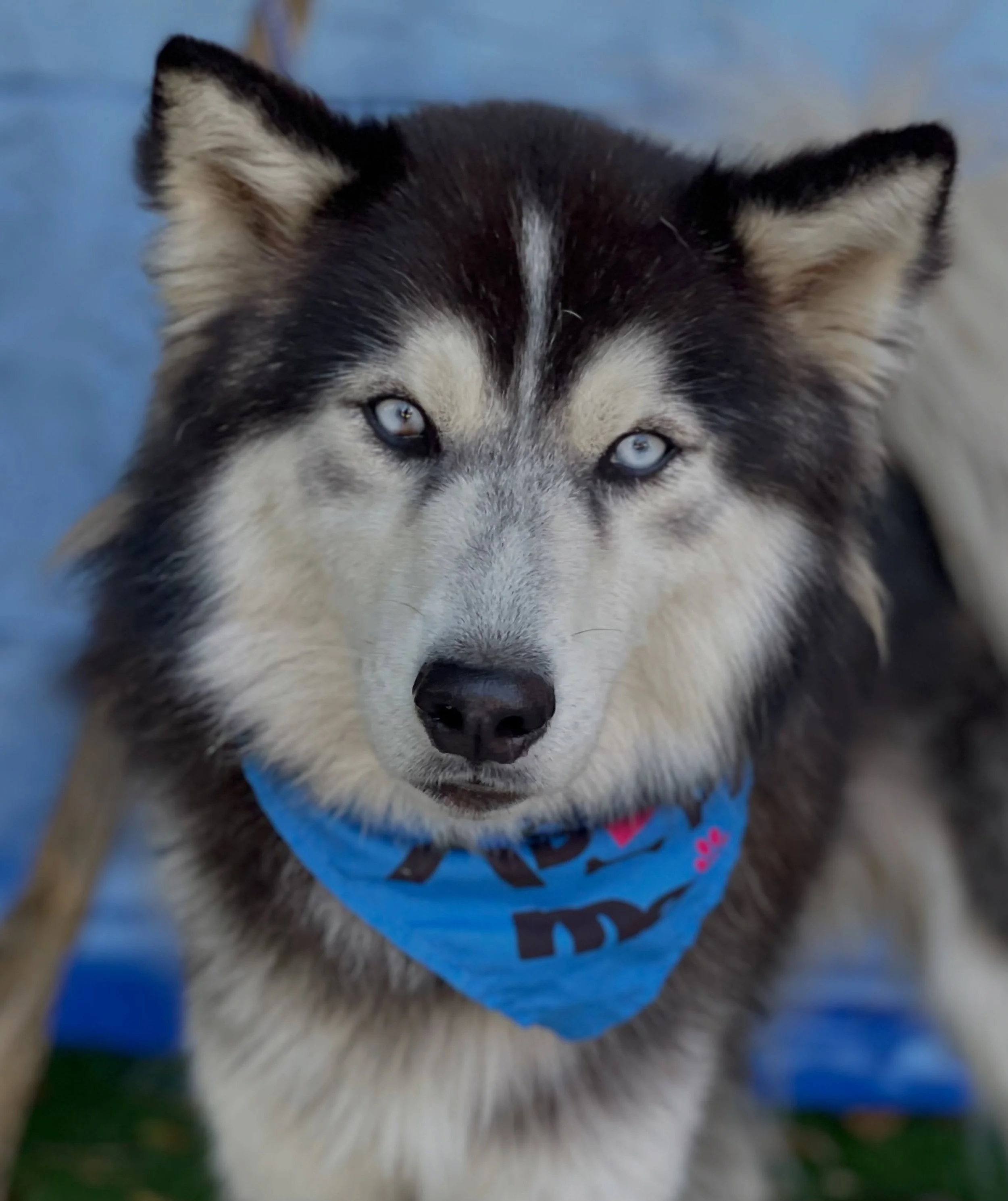 This could be a glamour shot 😍 Sampson is a super photogenic new husky that just came to us ❤️

Not ready to adopt? We welcome fosters and volunteers. We also offer doggy day dates in which you can take any dog from the rescue for the day to give th