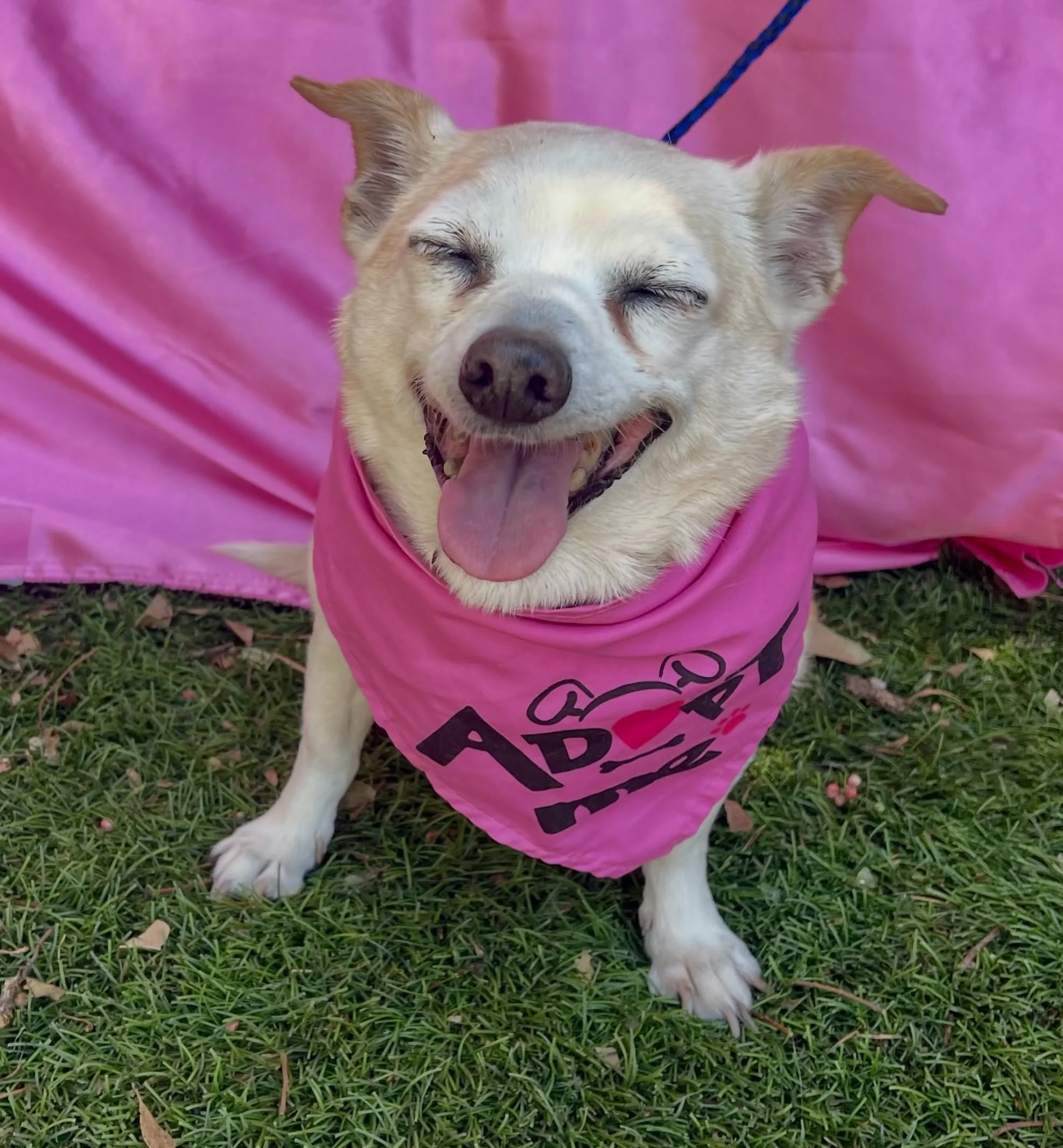 When you take saying cheese, very seriously. Please welcome Bonnie to the rescue. She&rsquo;s an elderly old lady that is looking for a calm place to spend the rest of her years. She&rsquo;s very affectionate as well ❤️ 

Not ready to adopt? We welco