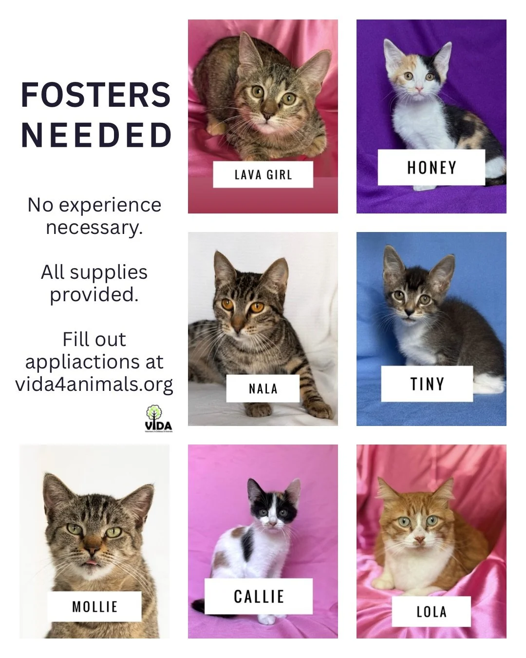 Our cattery is FULL. So if you&rsquo;ve been looking for a cat to foster or adopt, we probably have your perfect pair. All of the cats are housed with each other, so they all get along with other cats, and the majority of them are super affectionate 