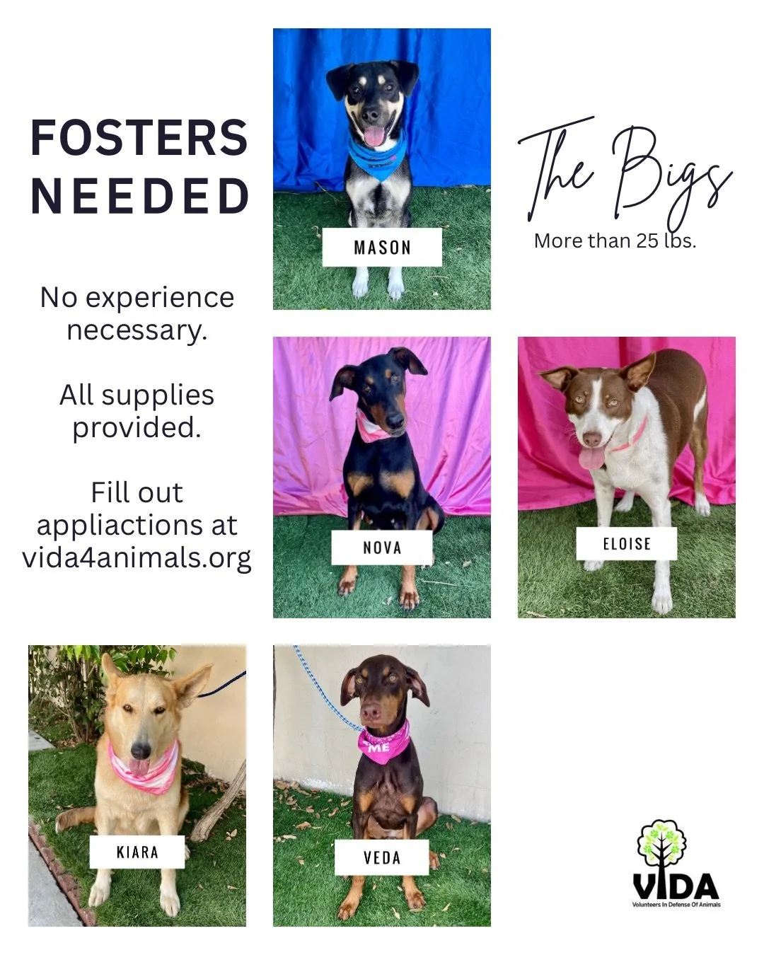 We are getting ready to move into our new facility, which is smaller than our current one. So, we are looking for Fosters for the dogs that are currently with us. Some of our dogs already have fosters thankfully so they are not listed. If you are int