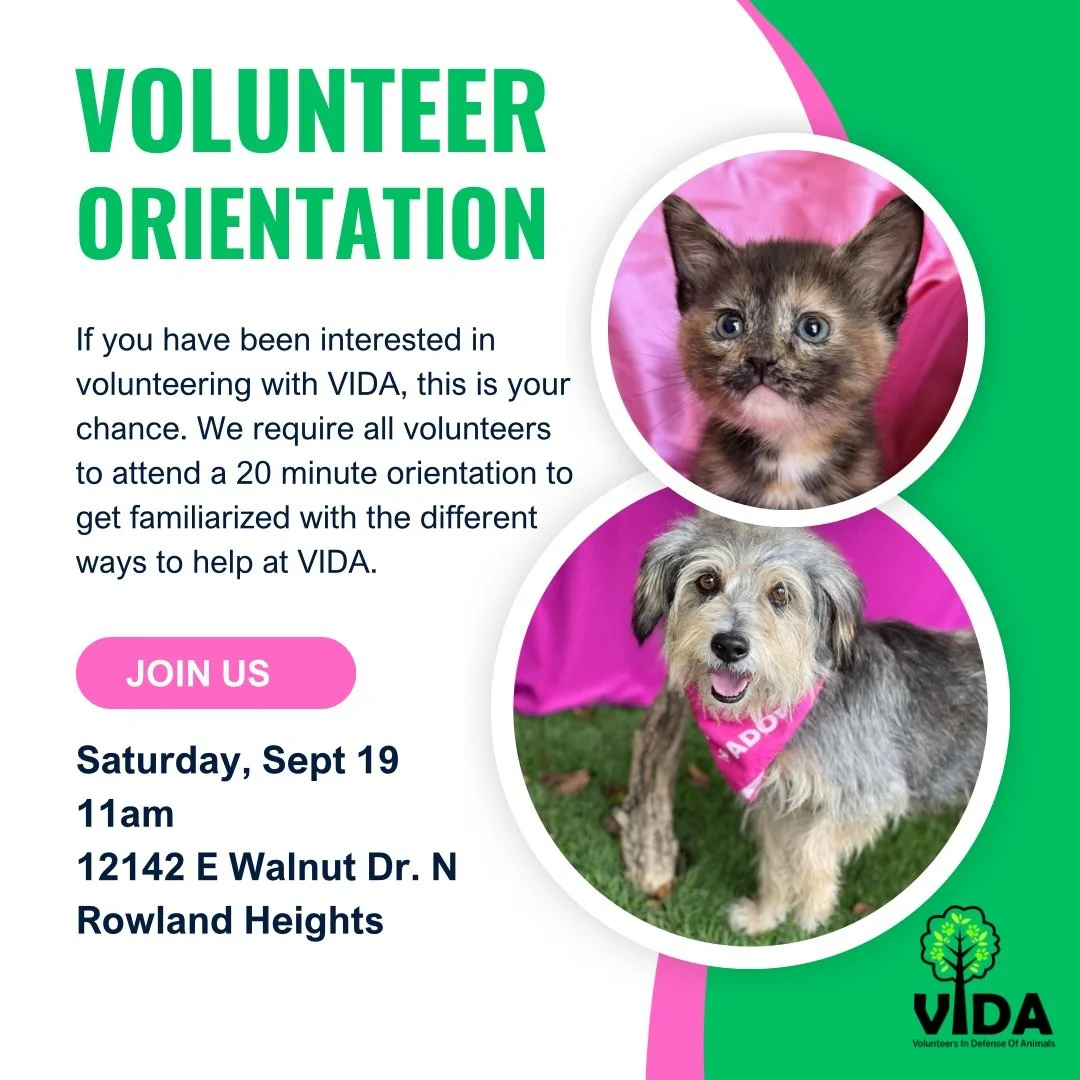 We have received quite a few inquiries about volunteering with VIDA. Before you start volunteering, we ask that everybody attend a quick 20 minute orientation. We will be having one this Saturday at 11 AM. If you are interested in volunteering, pleas