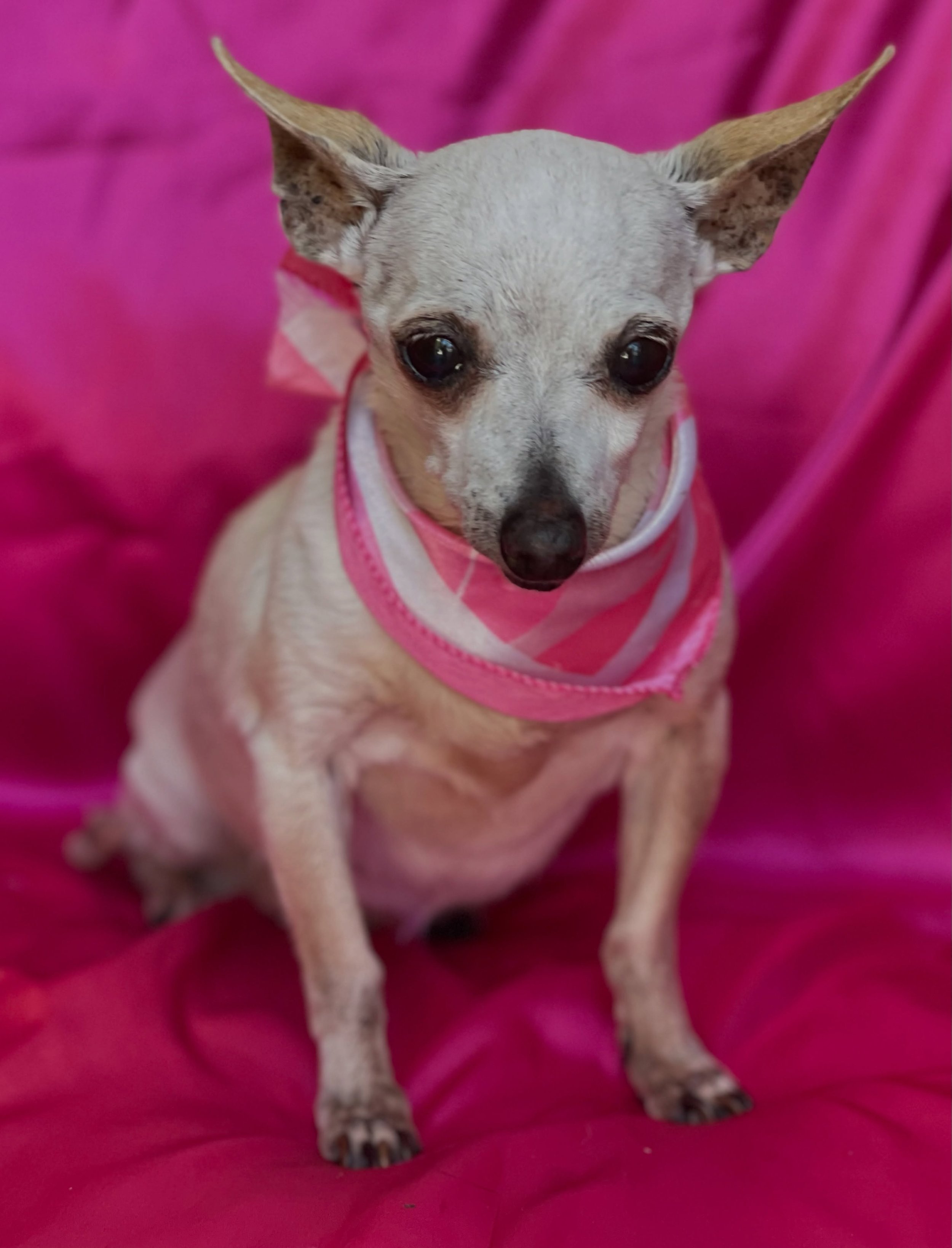 The tiniest, sweetest little old lady that just wants a lap to lounge in. Little 4 pound Mabel is a dream dog. She doesn&rsquo;t bark? She&rsquo;s house trained and she&rsquo;s very calm. She needs a special house to live out her golden years in 🙏🏻