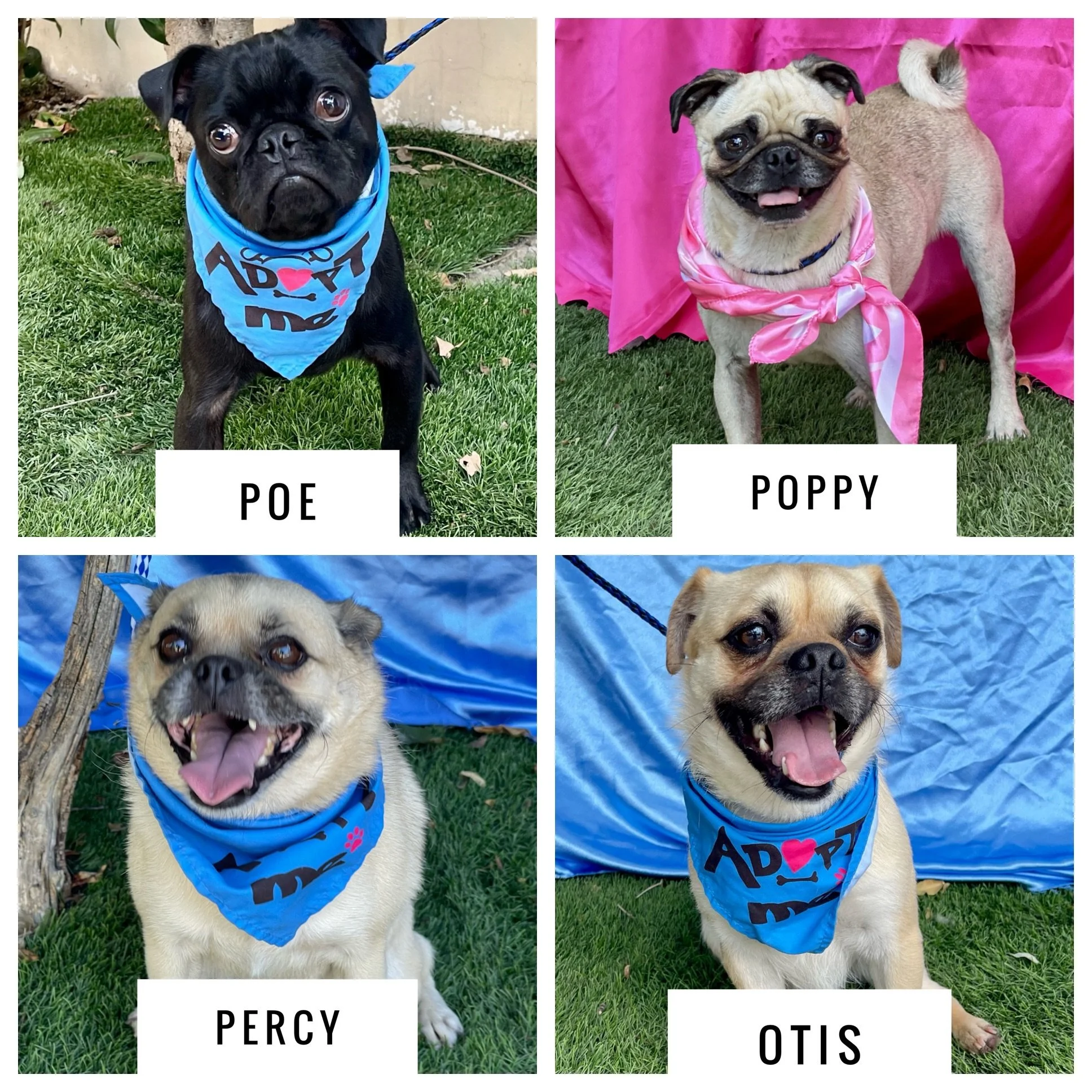 If you&rsquo;re looking for a cute little addition to your family, we&rsquo;ve got your choice of Pug. They&rsquo;re all very friendly and get along with other dogs. Some have been with us a few months and some are very new. 

Not ready to adopt? We 