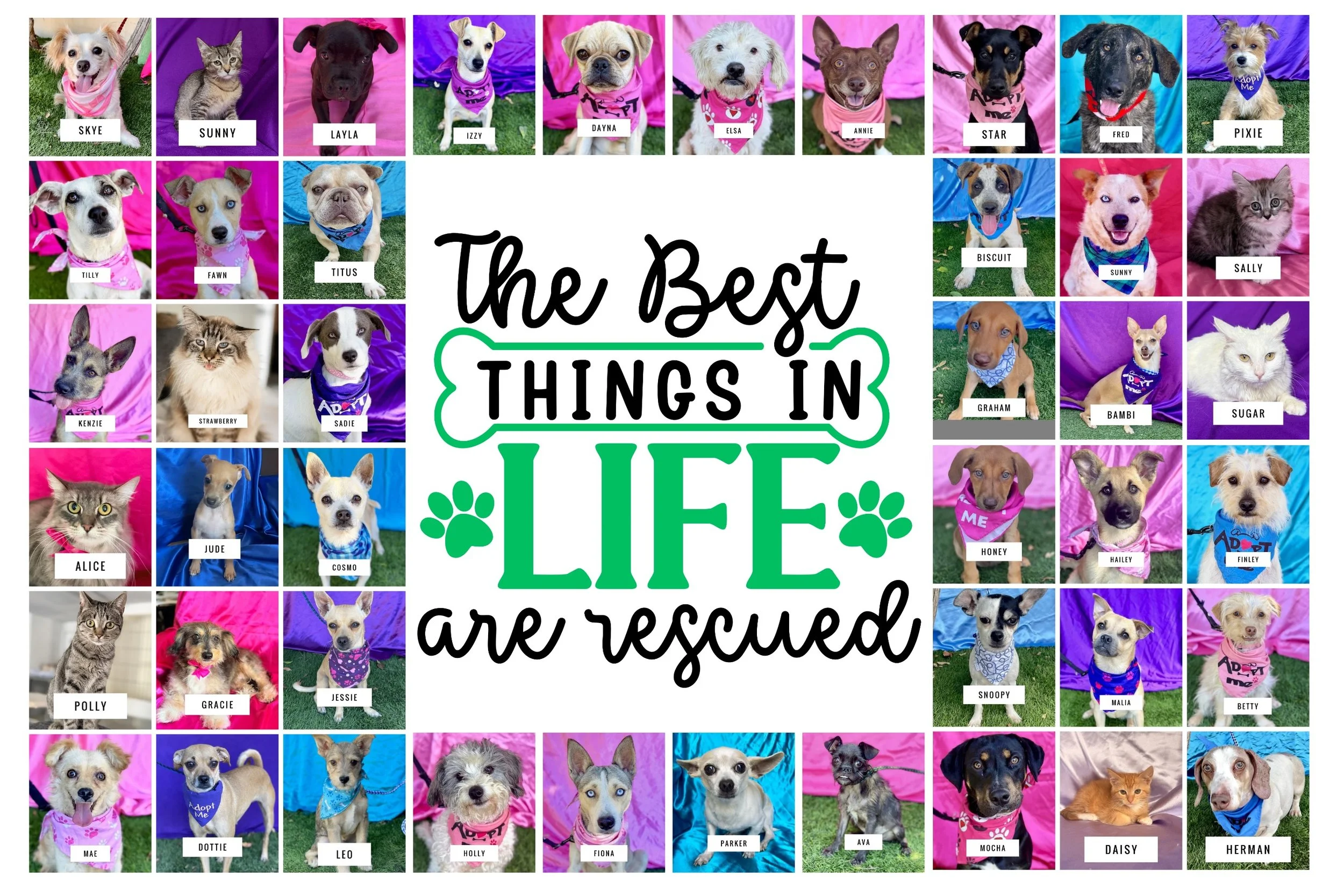 Sometimes rescue work gets overwhelming. We see so many cases of animals that have come from hard backgrounds. We see animals that have been failed by humans- overbreeding, neglect, abandonment. For every adoption, it feels like we get three more int