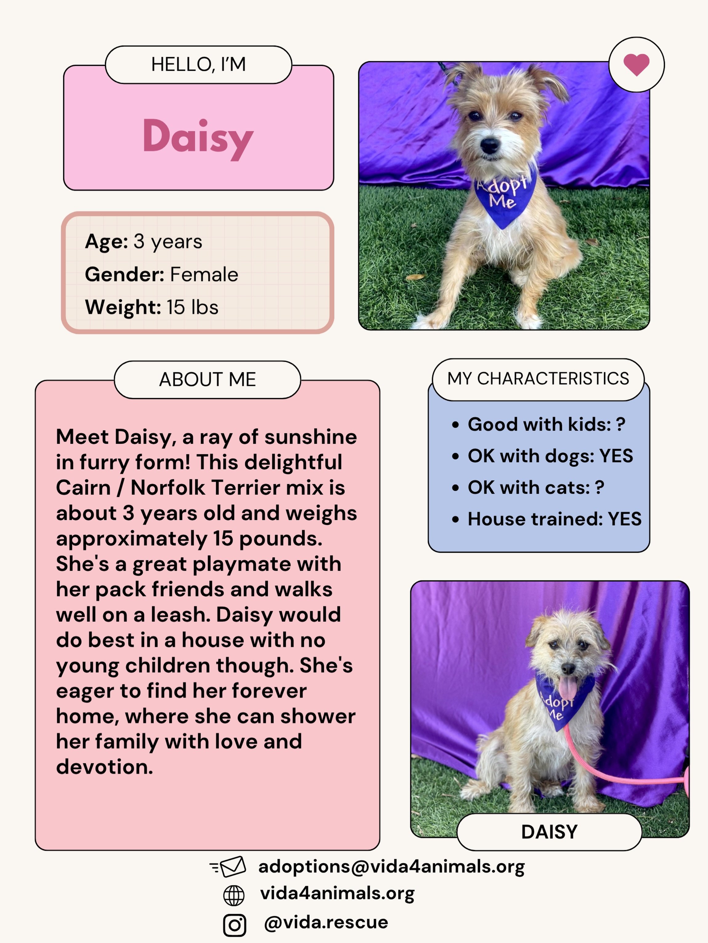 Meet miss Daisy! #she is a sweet three year-old Cairn terrier mix. She is super playful and loves being around other dogs. She takes a minute to get used to her people, but once she does, she&rsquo;s a total love bug.

Not ready to adopt? We welcome 