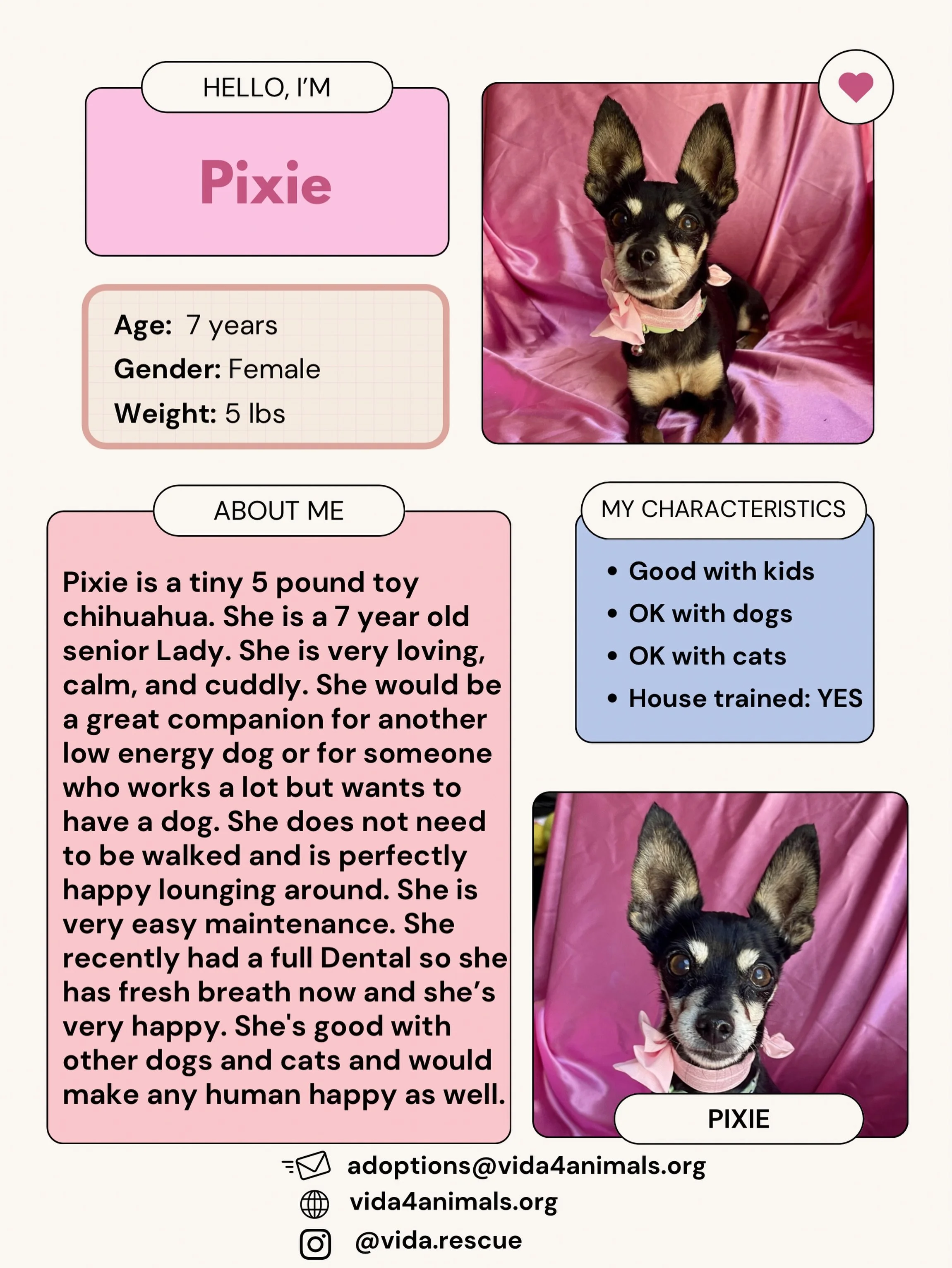 I don&rsquo;t know if you could find a cuter, more perfect dog than Pixie. This sweet old lady is looking for a forever home. She&rsquo;s well behaved, petite and friendly. If you want to give her a safe and loving home for her final years, fill out 