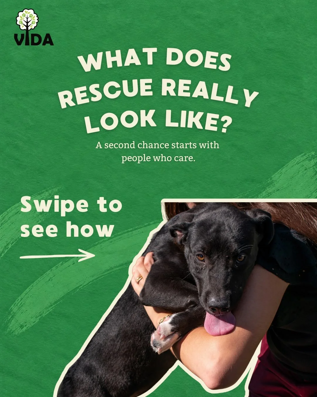 There are many ways one can get involved with VIDA and help find these cuties a home! Inquire about any of the animals shown today! 

📍 Rowland Heights, CA
✉️adoptions@vida4animals.org
📋Apply vida4animals.org

Ask about our low-cost vaccinations, s