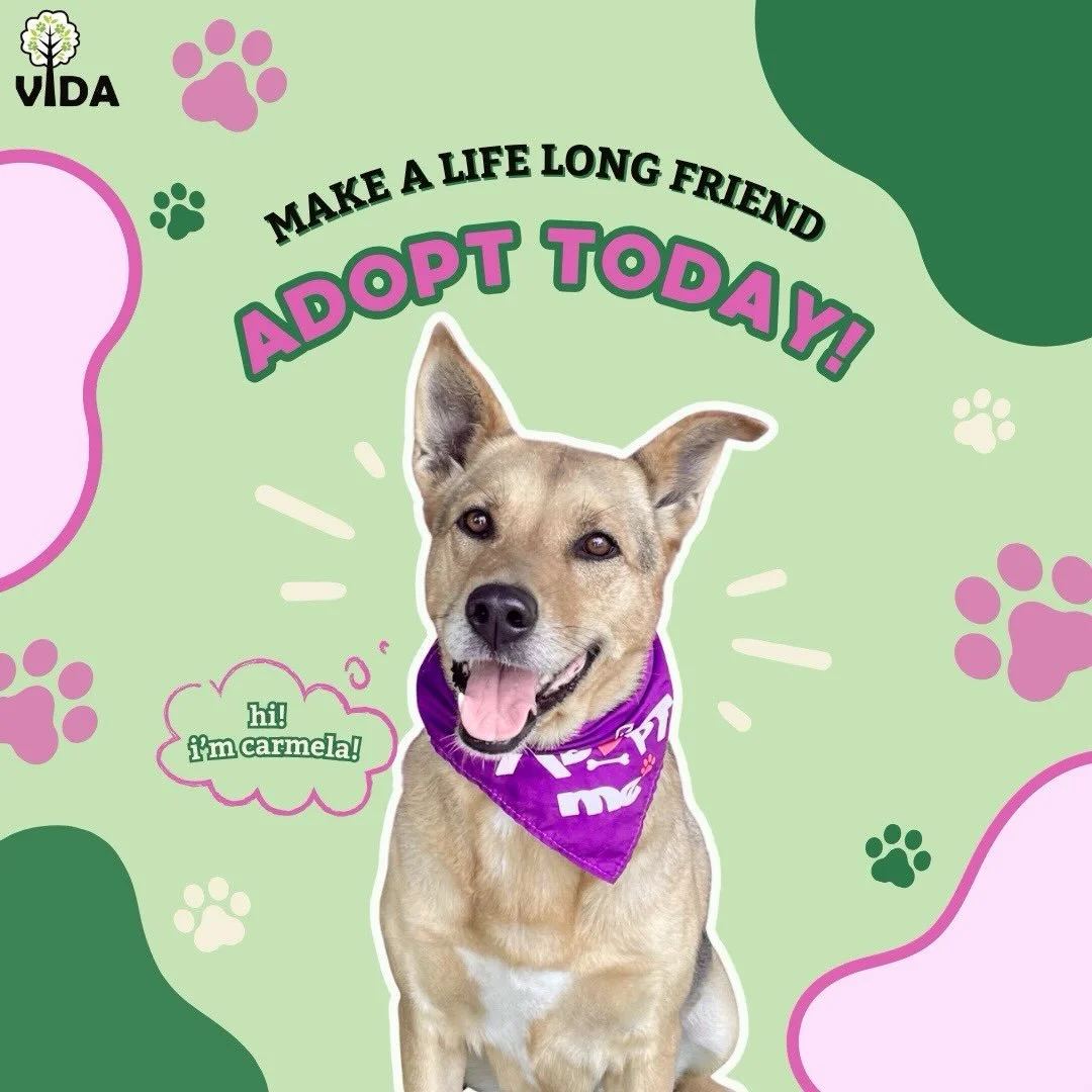 An adoption can change two lives, theirs and yours. You give them a home and they&rsquo;ll give you unconditional love! ❤️ 🐾

📍 Rowland Heights, CA
✉️adoptions@vida4animals.org
📋Apply vida4animals.org

Ask about our low-cost vaccinations, spay/neu