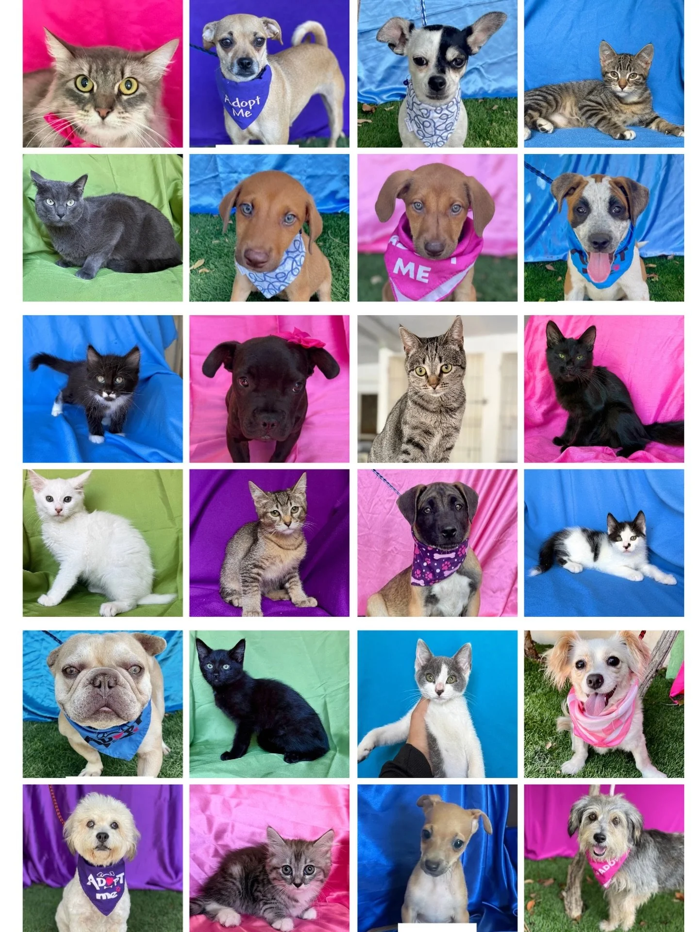 When things get overwhelming, it&rsquo;s a good idea to look at all the good things happening. These are a few of the dogs and cats that were adopted in September ❤️❤️❤️ Watching them find their forever homes is the BEST feeling and motivation to kee