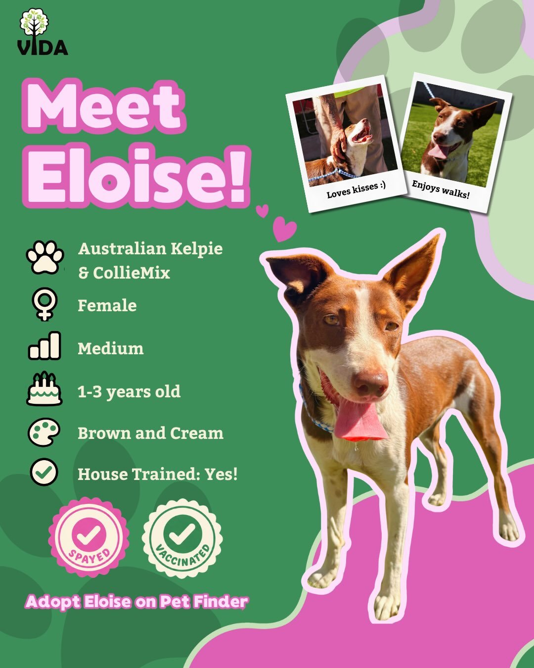 If you&rsquo;d like to get more information on her check out her petfinder profile through the link in our bio! 💕☺️

📍 Rowland Heights, CA
✉️adoptions@vida4animals.org
📋Apply vida4animals.org

Ask about our low-cost vaccinations, spay/neuter, flea