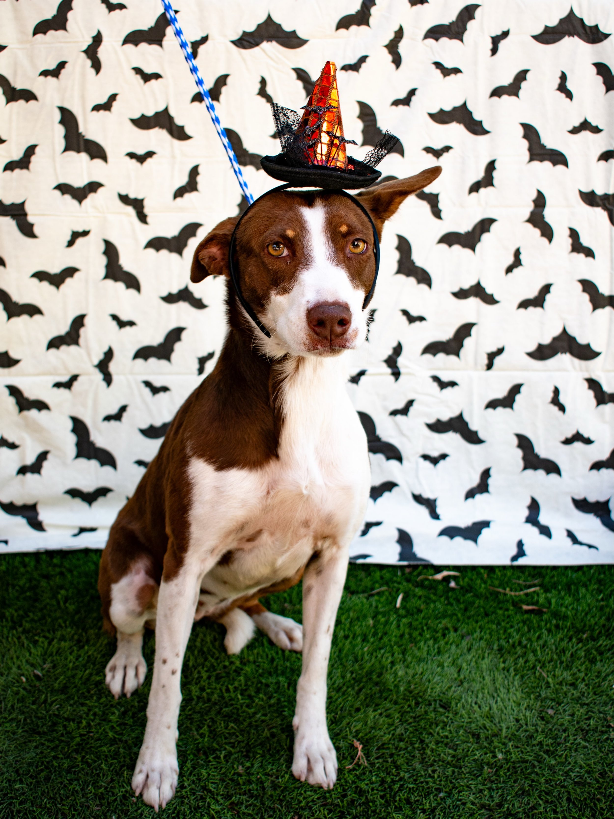 Spooky season is better with a furry friend&hellip; Eloise is ready to be yours! 🐾🎃

📍 Rowland Heights, CA
✉️adoptions@vida4animals.org
📋Apply vida4animals.org

Ask about our low-cost vaccinations, spay/neuter, flea control and deworming.

#adopt