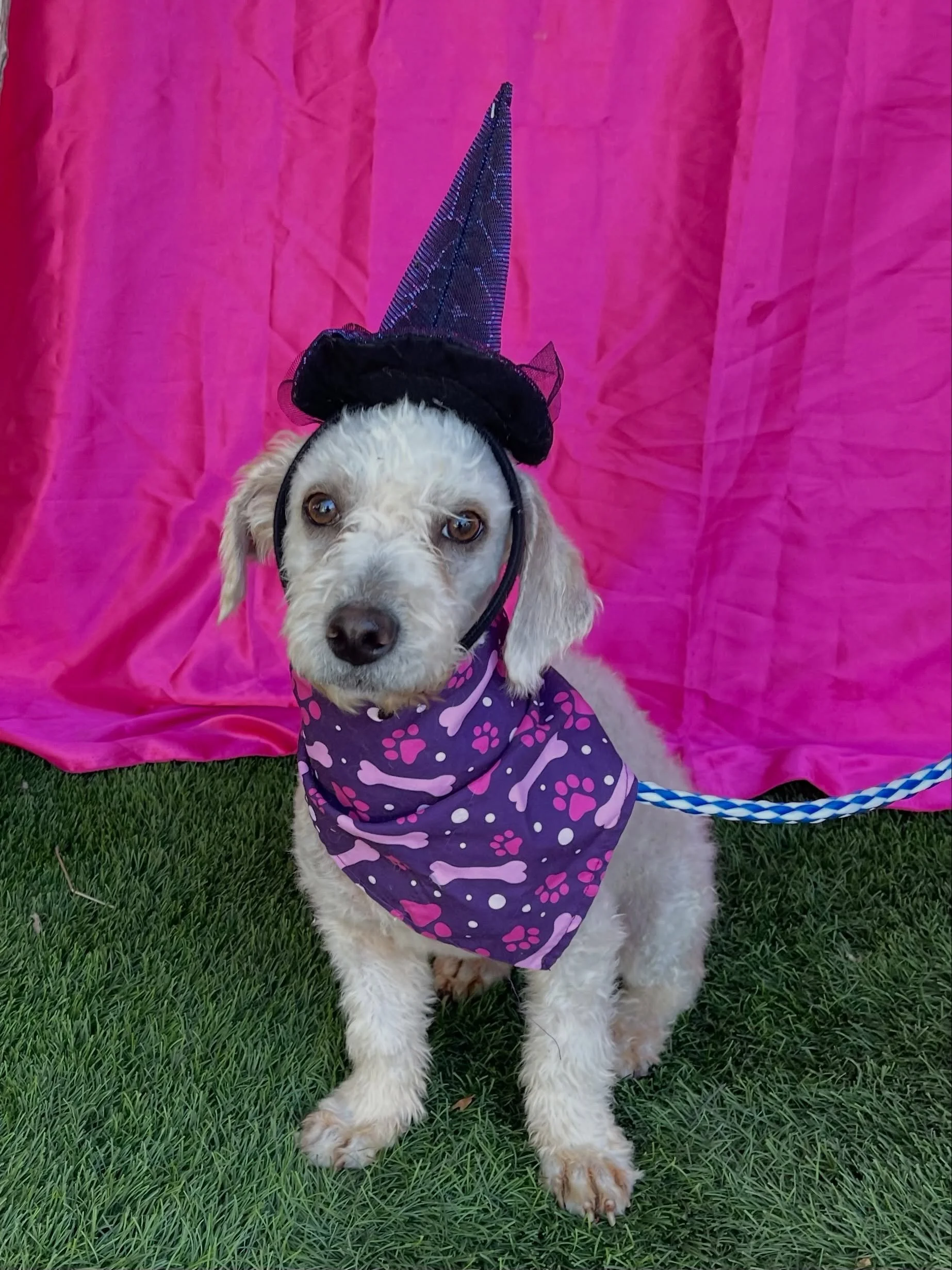 Happy Halloween from two of the cutest witches around! Chanel and Dahlia are still waiting for their forever homes.

Not ready to adopt? We welcome fosters and volunteers. We also offer doggy day dates in which you can take any dog from the rescue fo