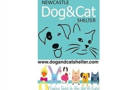 Cat%252B%252526%252BDog%252BShelter.jpg