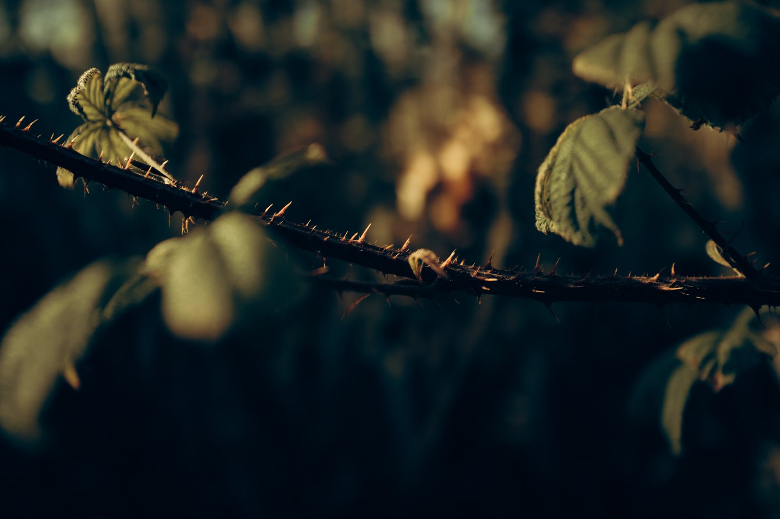 Nature studies-18.jpg