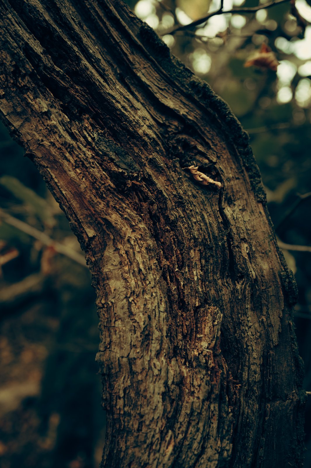 Nature studies-26.jpg