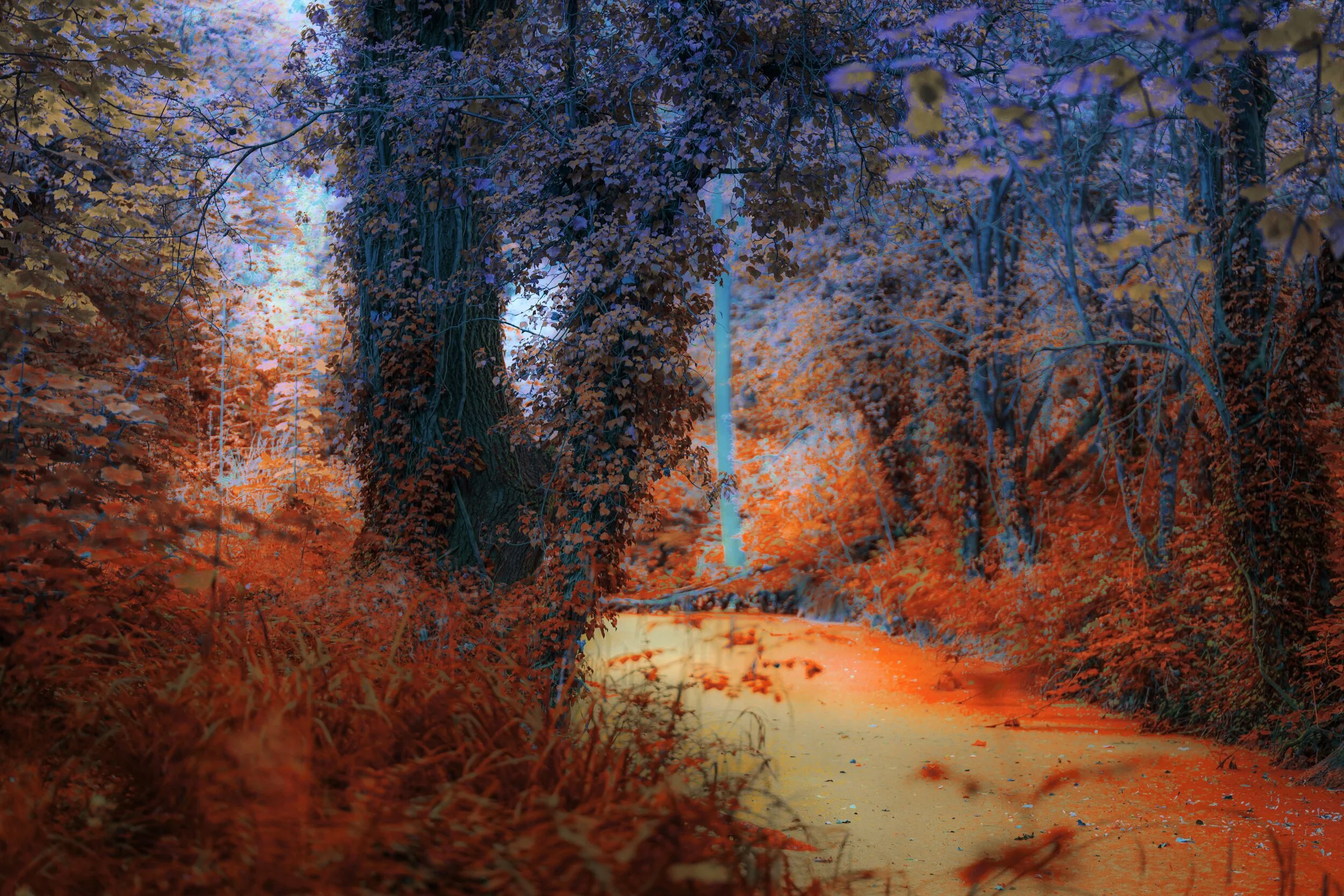 SANDWELL VALLEY-7 copy.jpg