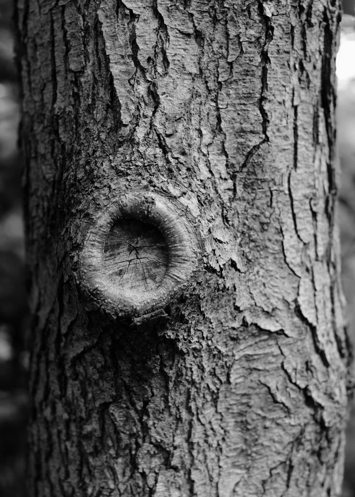 Nature studies-7.jpg