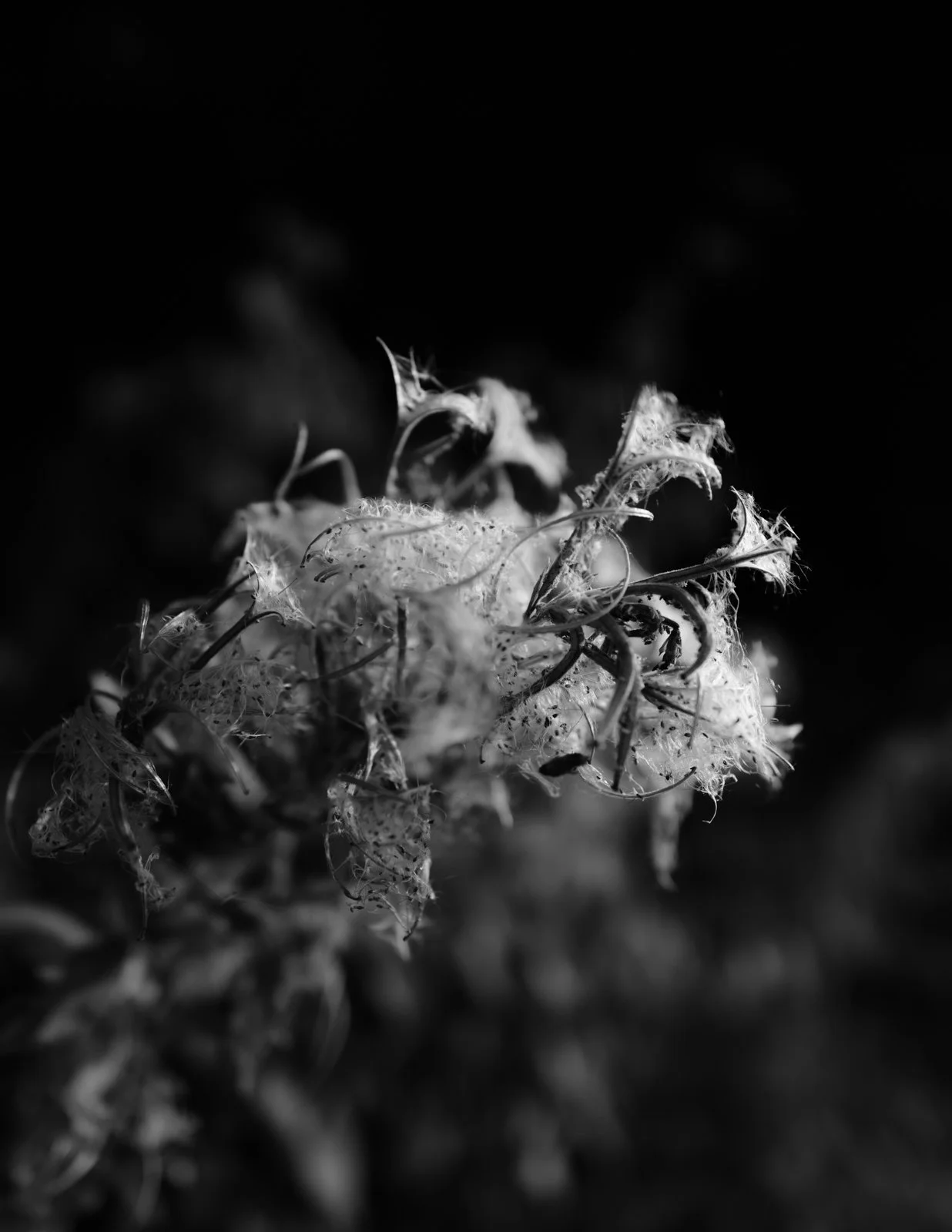Nature studies-21.jpg