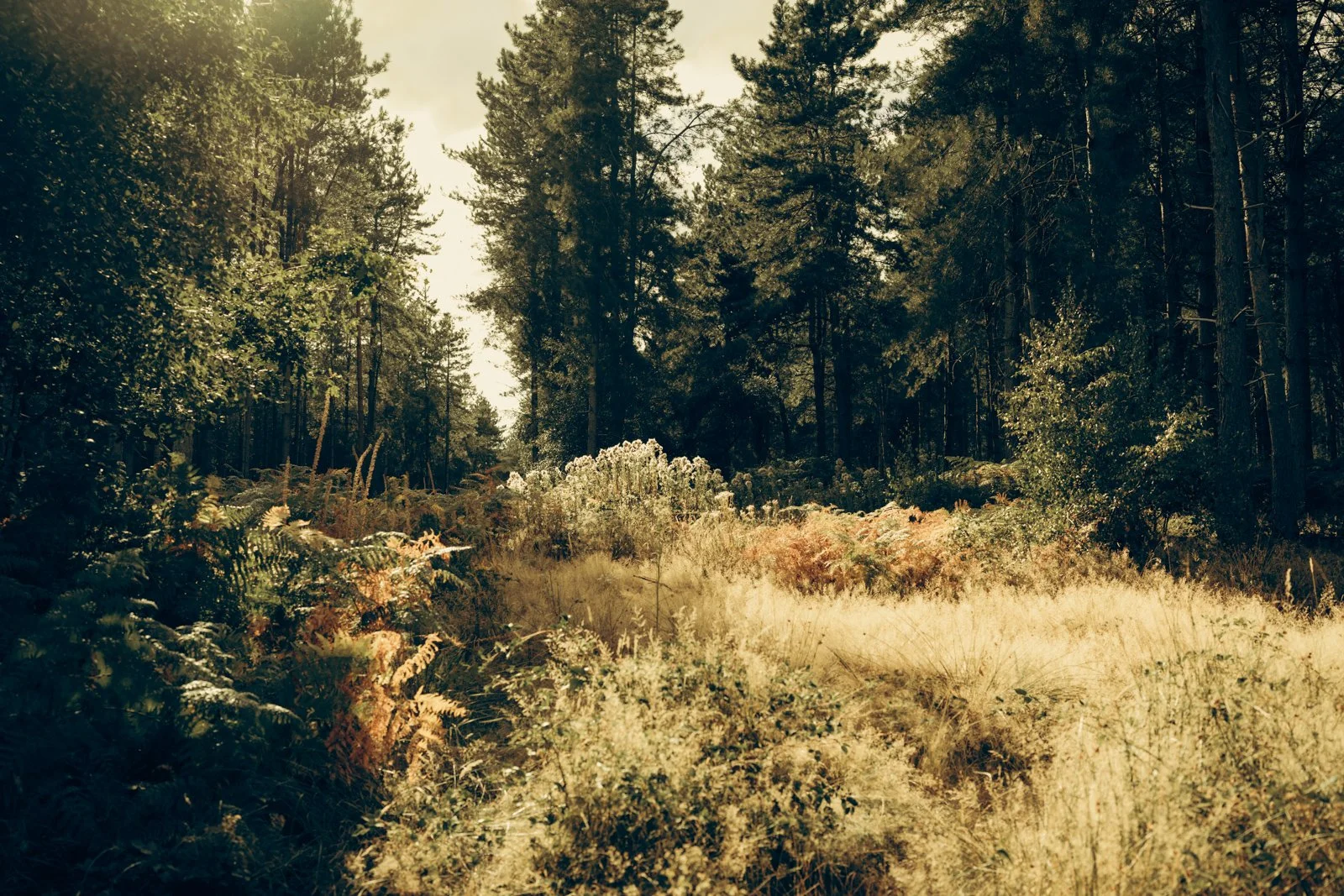 Nature studies-5.jpg