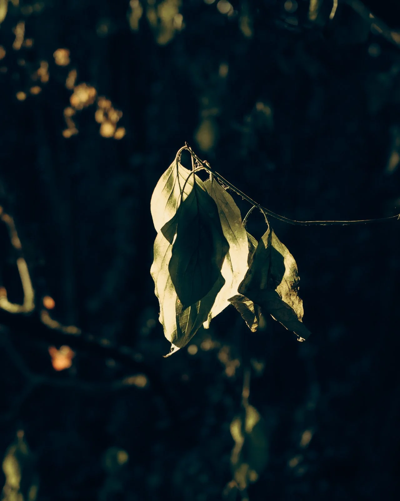 Nature studies-15.jpg