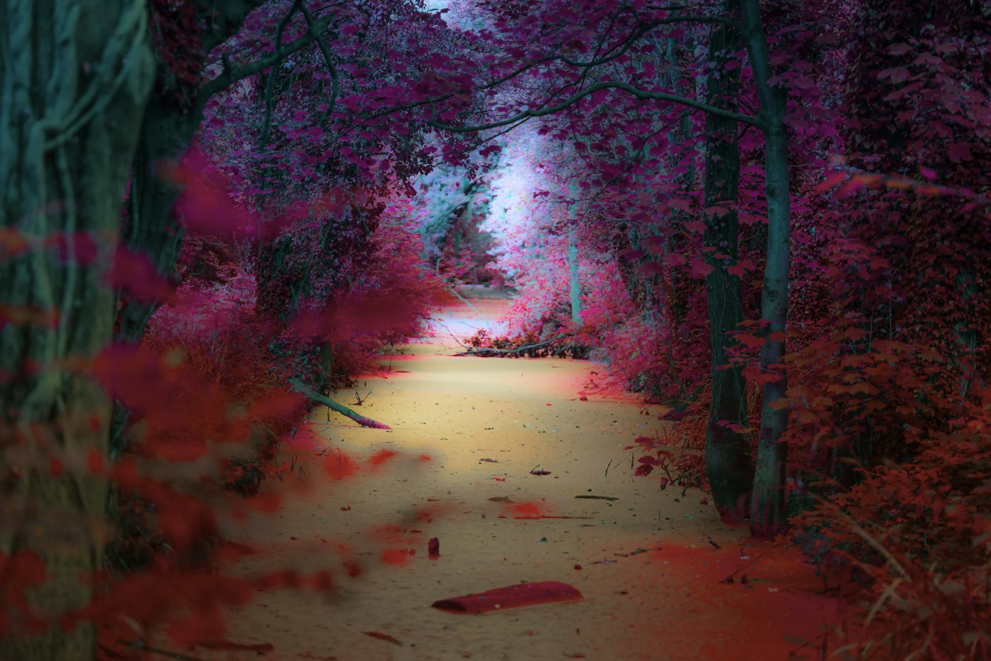 A Surreal Landscape