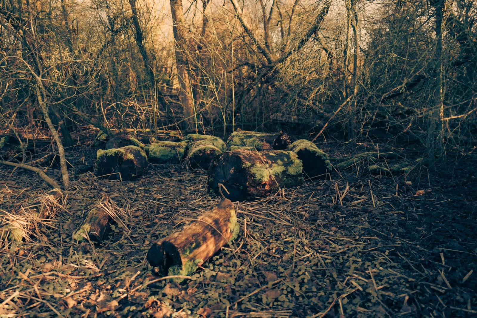 Nature studies-3.jpg