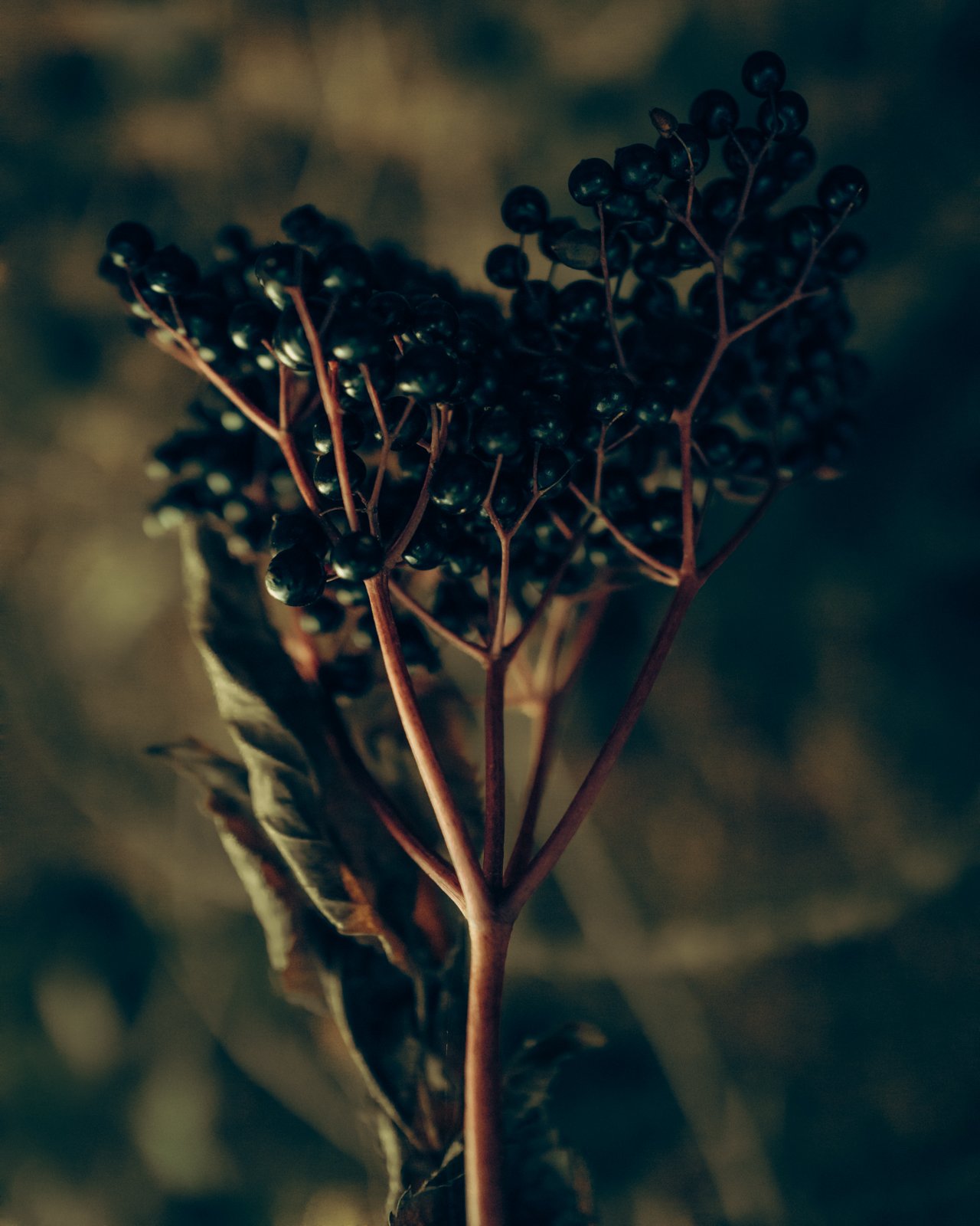 Nature studies-20.jpg