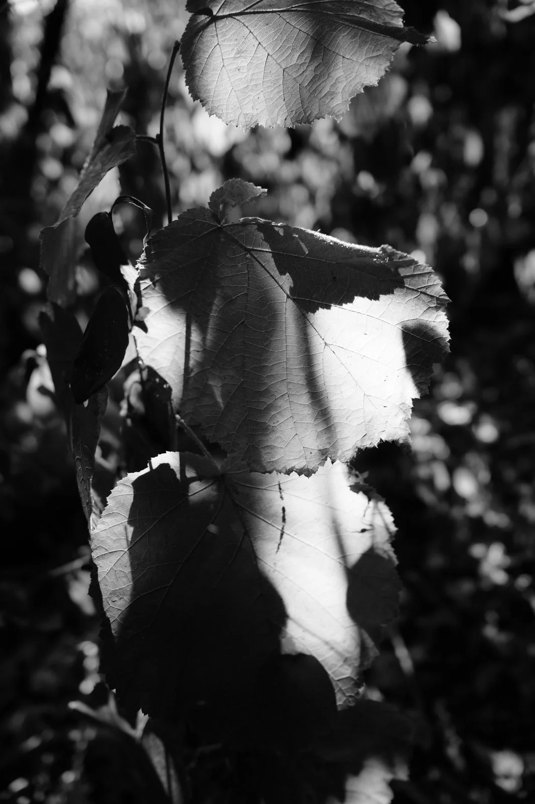 Nature studies-16.jpg