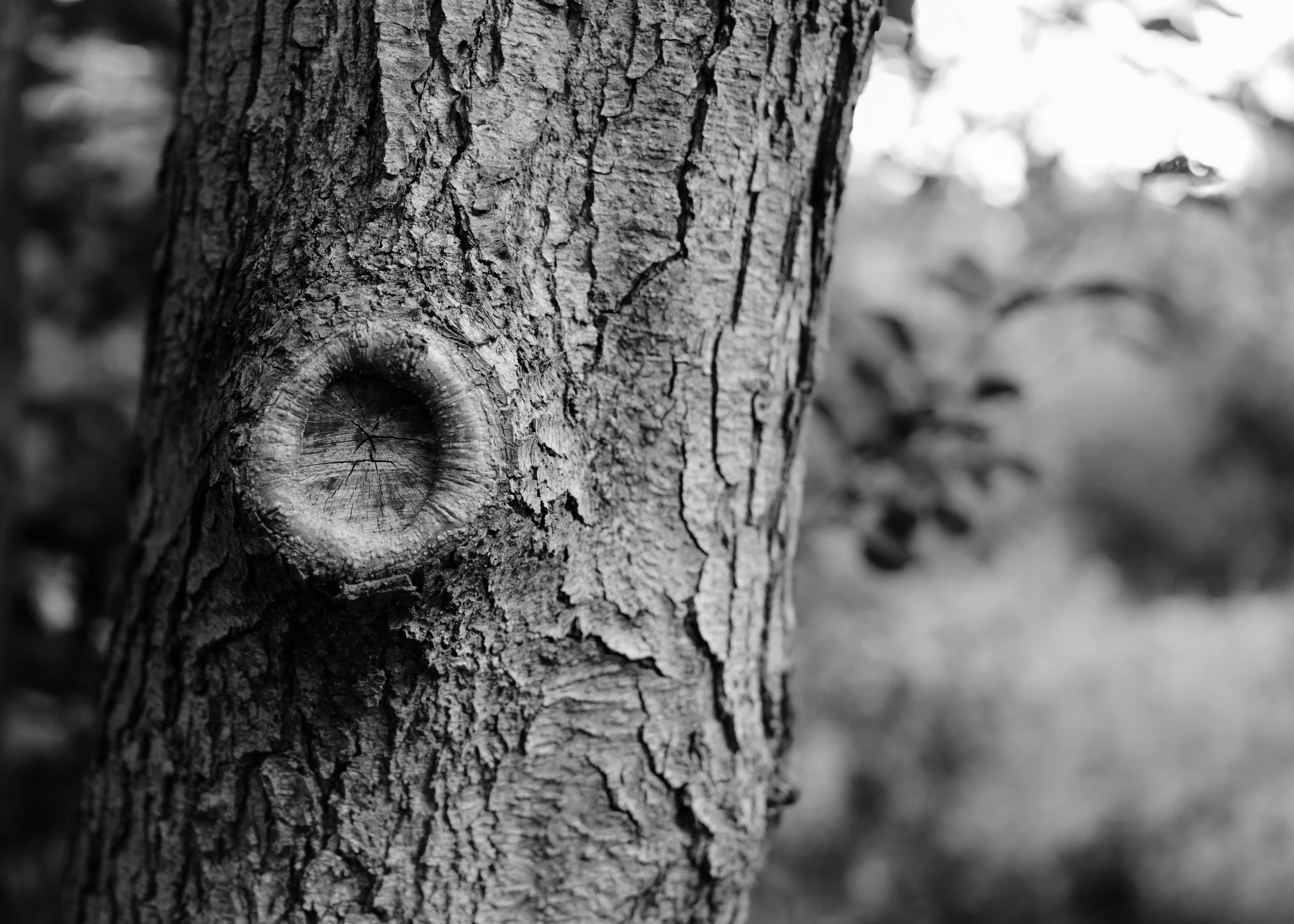 Urban Sanctuaries-9.jpg