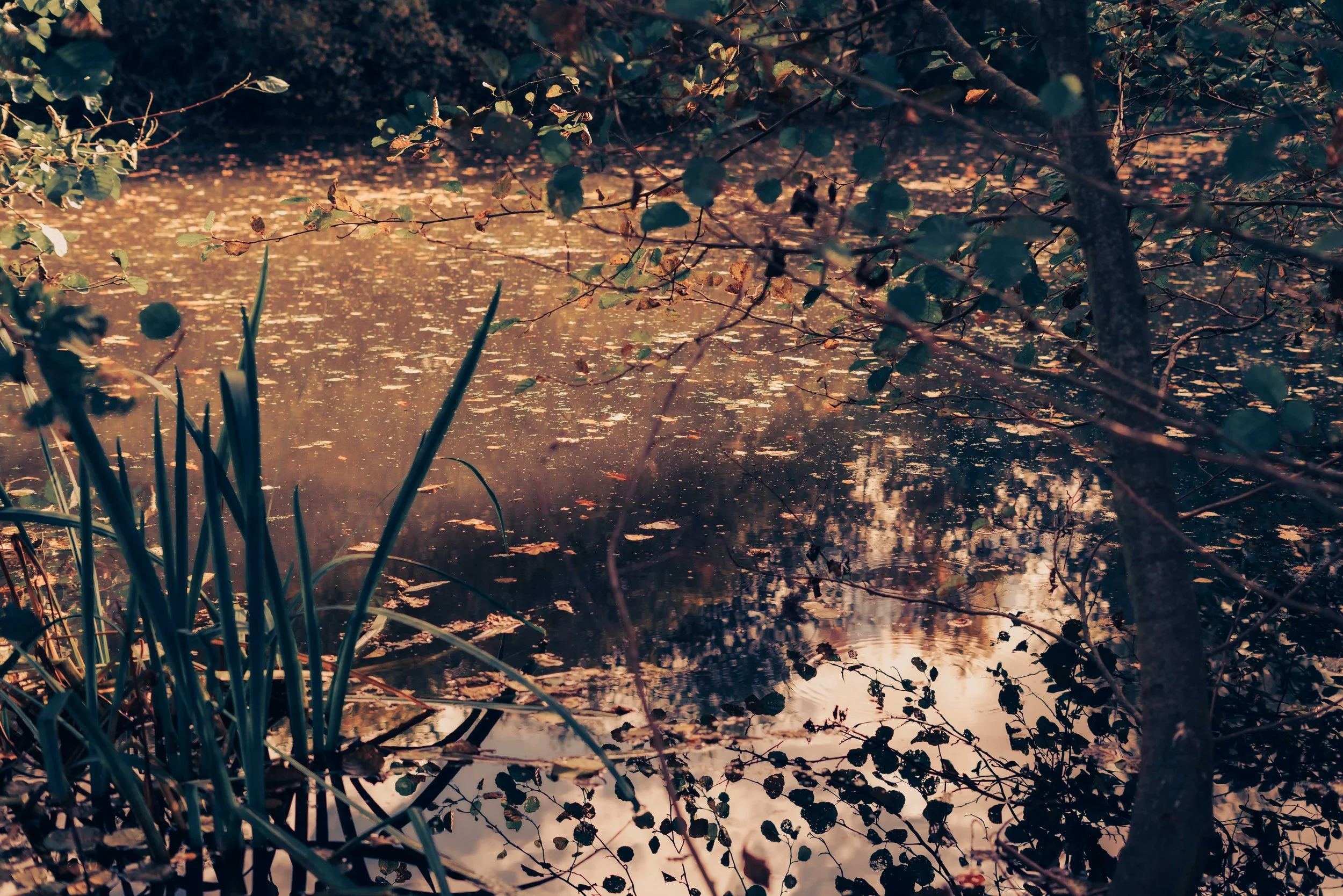 Urban Sanctuaries-2.jpg