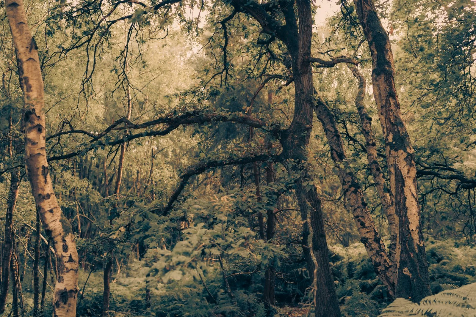 Nature studies-6.jpg