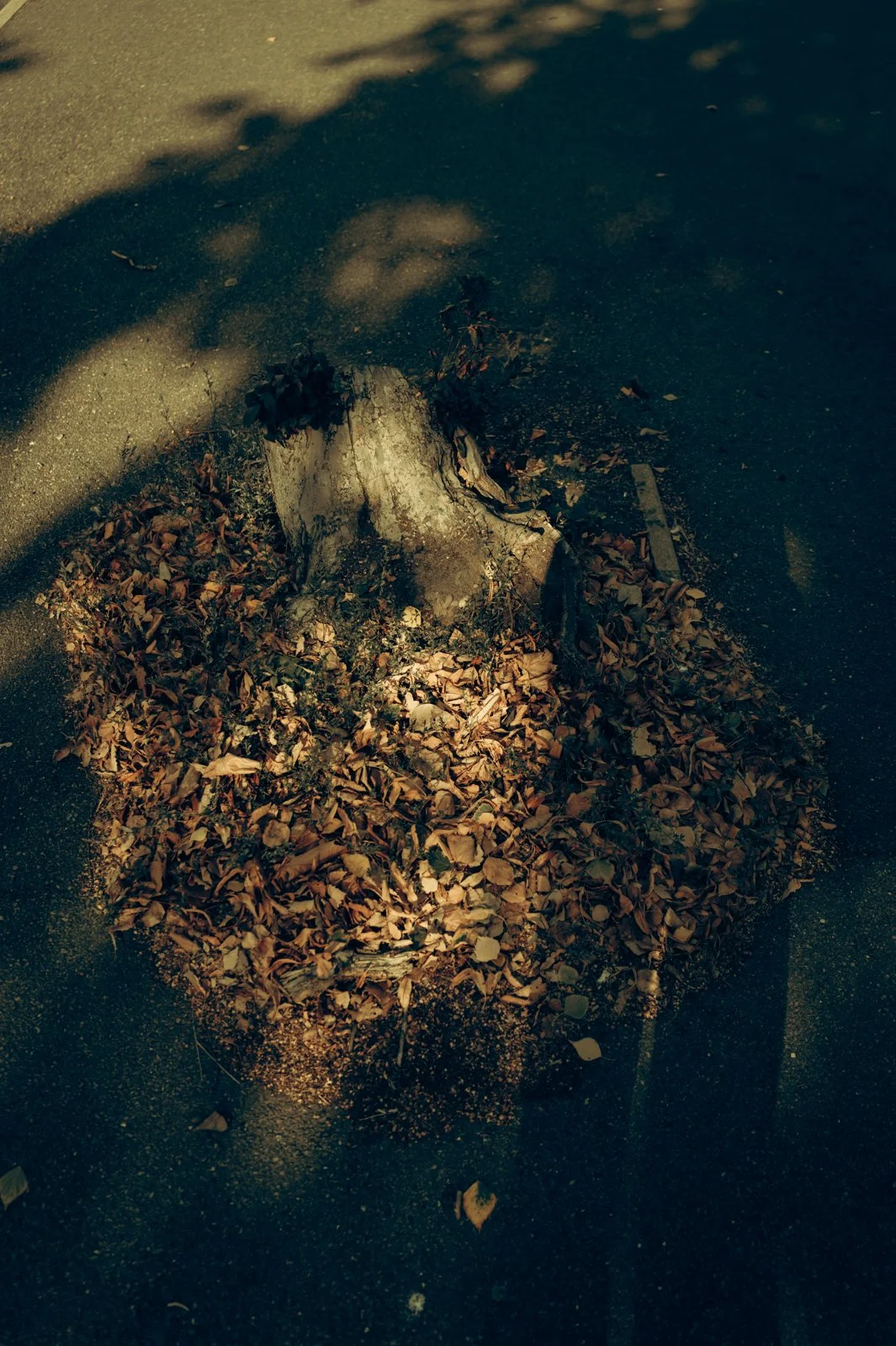Nature studies-13.jpg