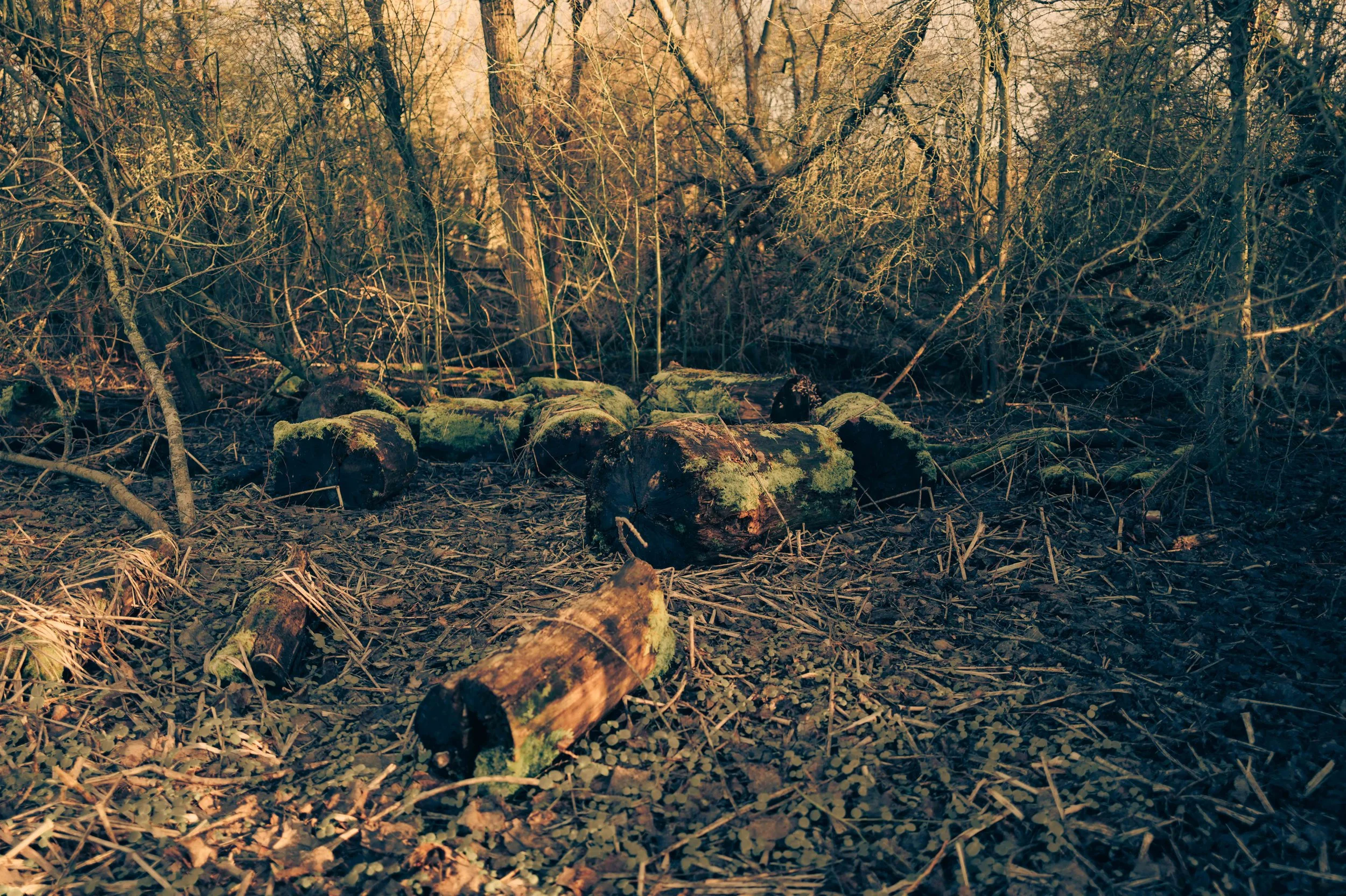 Urban Sanctuaries-4.jpg